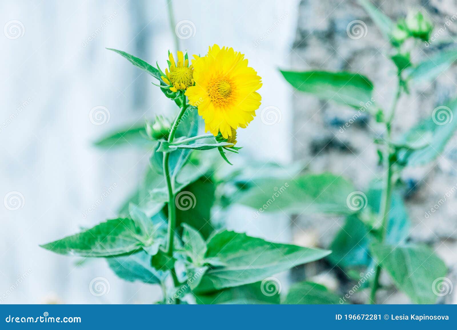 黄菊花 夏秋花橙花背景秋花卡库存图片 图片包括有秋天 装饰 颜色 特写镜头 背包 框架 黄菊花 夏秋花橙花背景秋花卡库存图片 图片包括有秋天 装饰 颜色 特写镜头 背包 框架