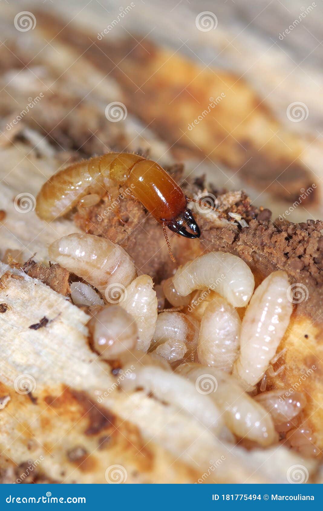 黄颈干木白蚁库存照片 图片包括有昆虫学 敌意 殖民地 破裂 嵌套 严重 室内 害虫