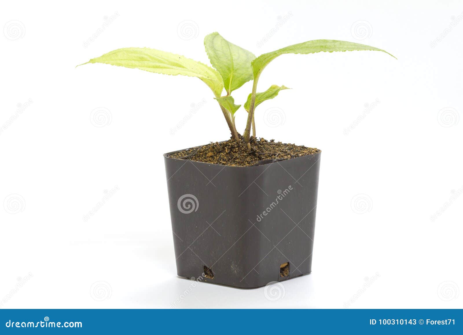 黏土花盆的年轻绿色幼木西番莲植物库存图片 图片包括有