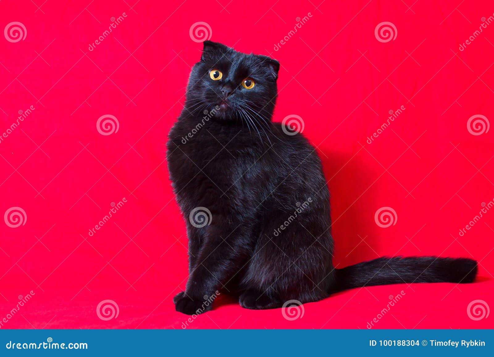 黑垂耳猫在红色背景说谎库存照片 图片包括有毛茸 背包 宠物 小猫 眼睛 虚拟 家庭