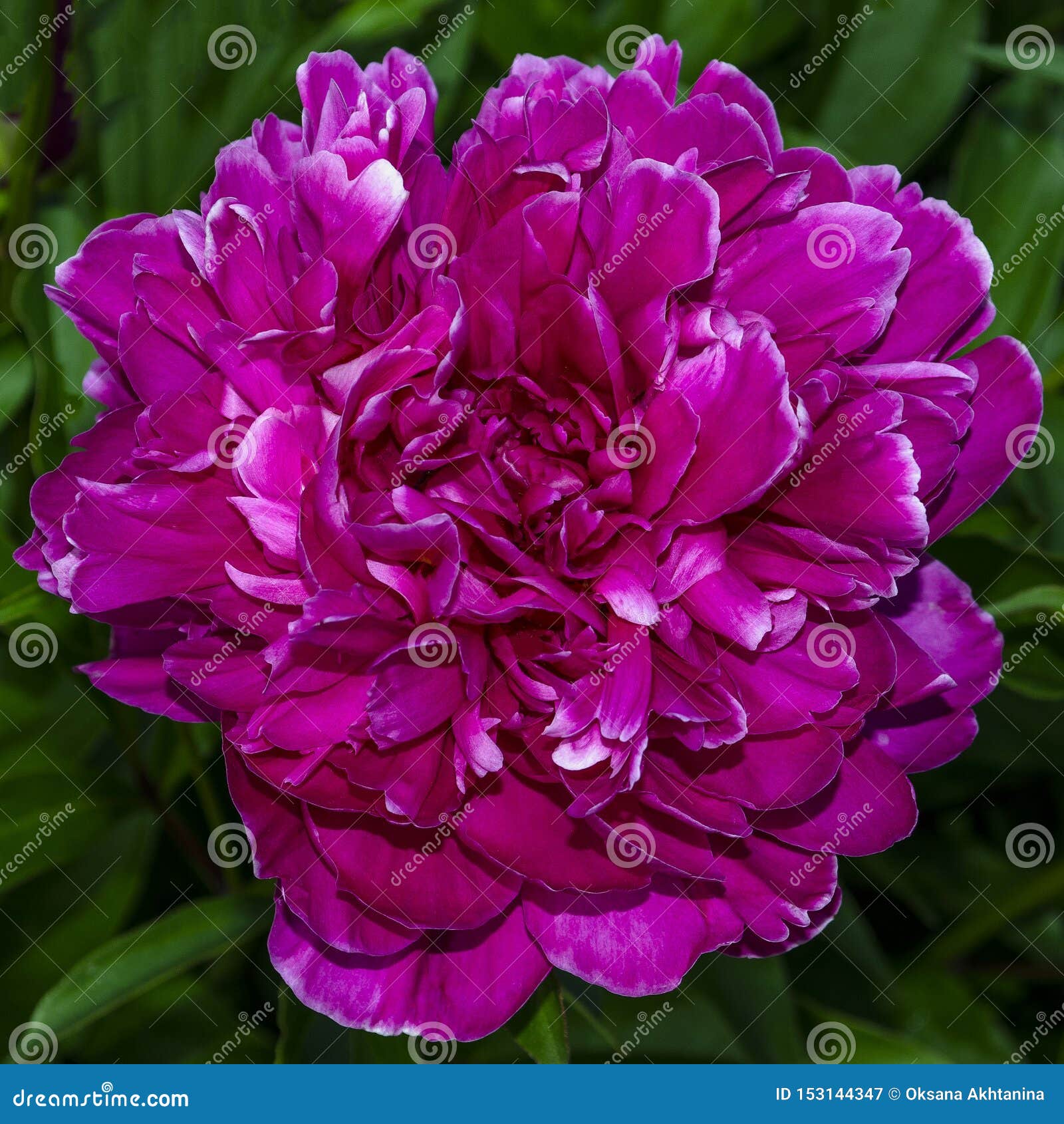 黑暗的桃红色牡丹花芍药属lactiflora中国牡丹或共同的庭院牡丹 库存图片 图片包括有芍药属lactiflora中国牡丹或共同的庭院牡丹 黑暗的桃红色牡丹花 153144347