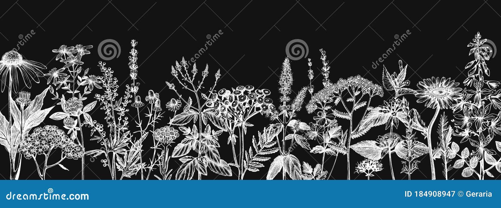 黑板手绘中药横幅设计矢量图花草草草草图复古夏植物模板向量例证 插画包括有例证 白屈菜