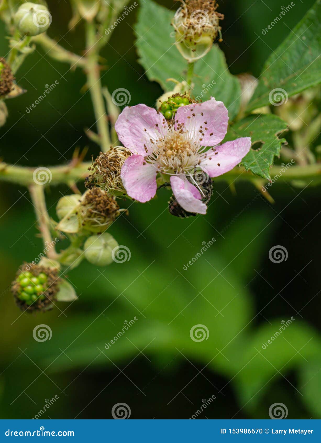 黑树莓花 悬钩子属植物occidentalis 库存照片 图片包括有沙漠 大路 健康 开花的