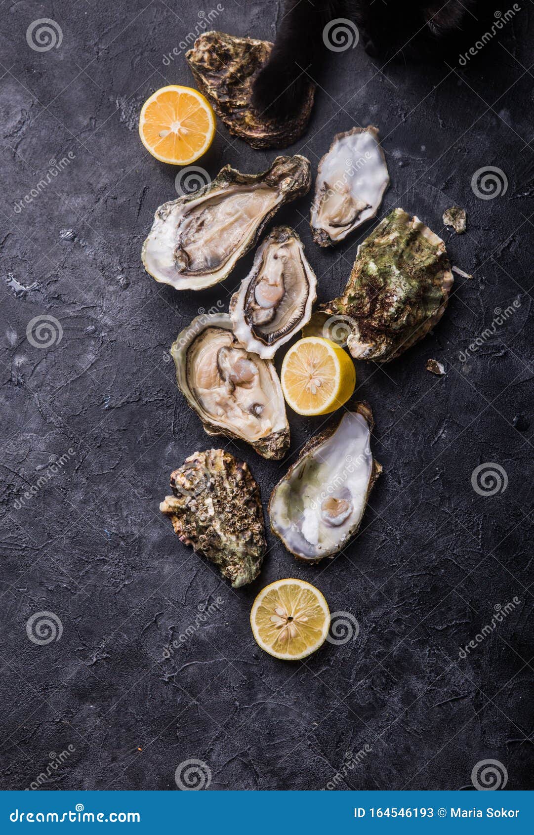 黑猫爪的鲜开牡蛎健康海鲜餐厅晚餐美食深色背景顶视图库存图片 图片包括有餐厅晚餐 顶视图