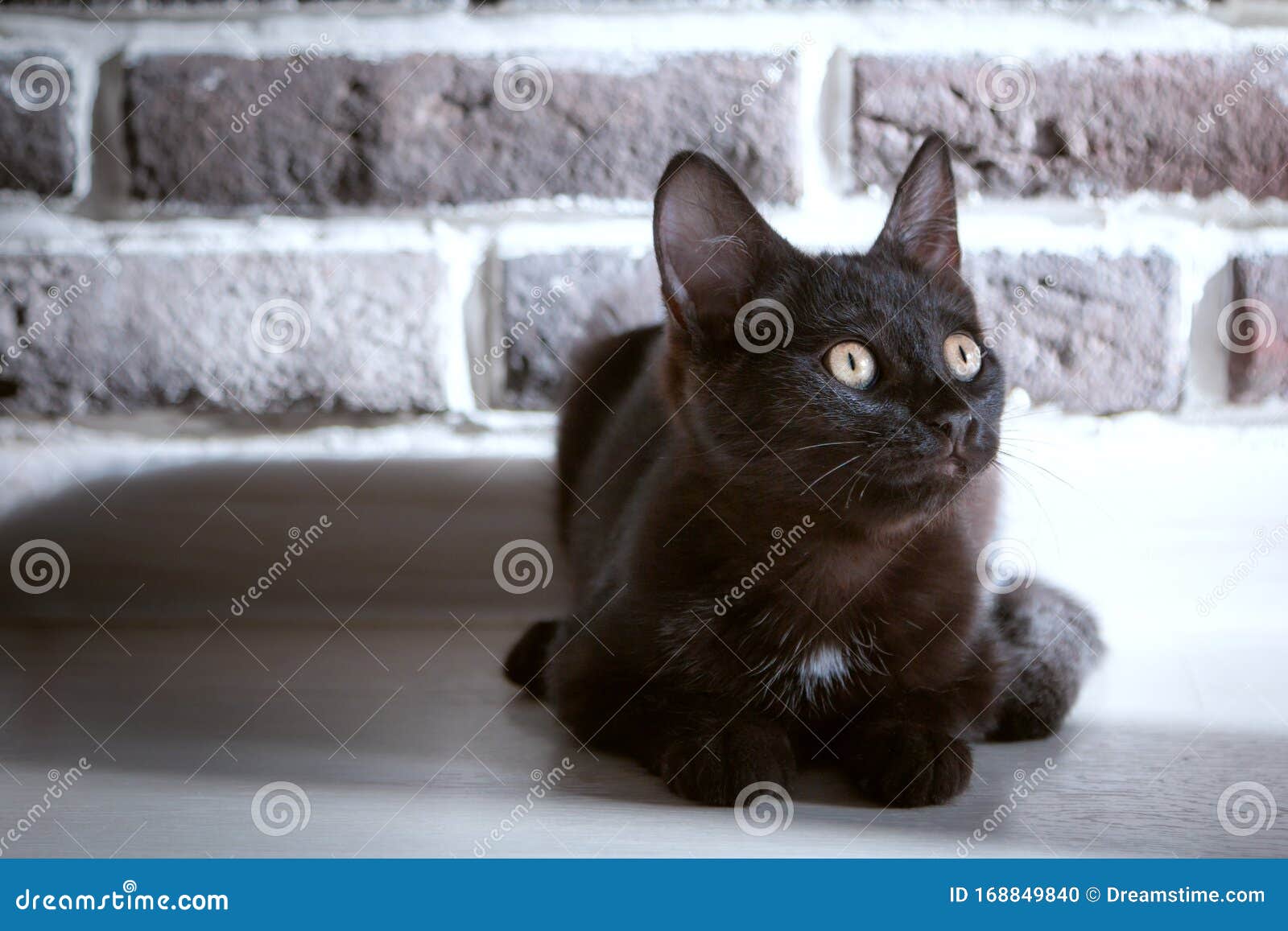 黑猫躺在灰色砖墙的背景中库存照片 图片包括有眼睛 全部赌注 瓦片 纵向 小猫 位于 哺乳动物 黑猫躺在灰色砖墙的背景中库存照片 图片包括有眼睛 全部赌注 瓦片 纵向 小猫 位于 哺乳动物