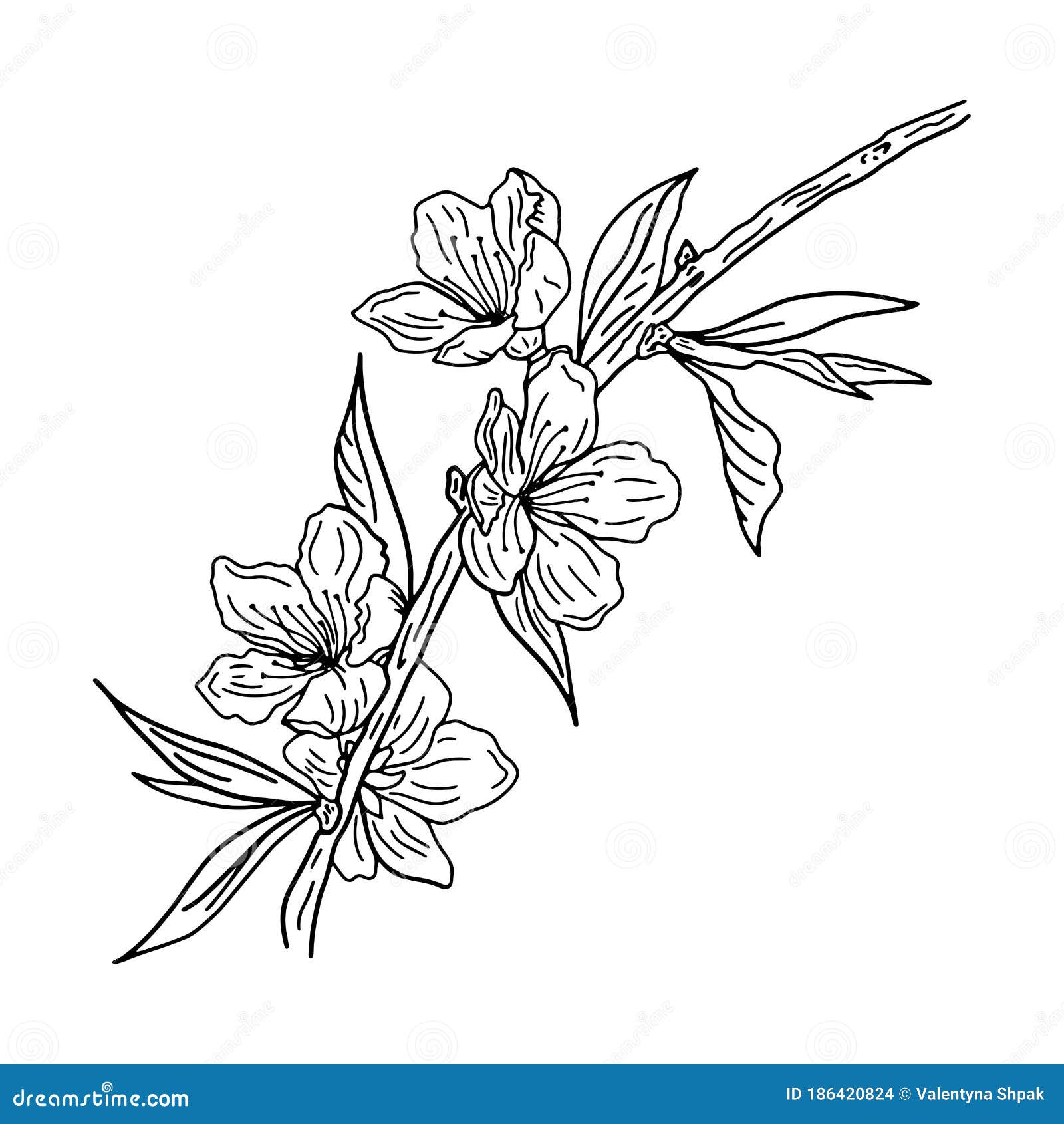 黑白手绘樱花枝花小叶插图向量例证 插画包括有开花 装饰 枝杈 墙纸 海报 例证 现有量