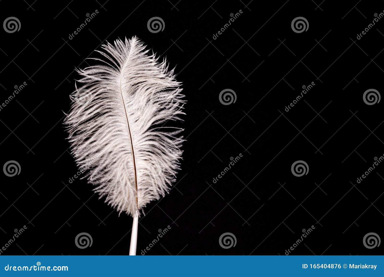 黑纸背景上的白色蓬松羽毛笔库存照片 图片包括有复制 文件 葡萄酒 信包 特写镜头 纹理 黑纸背景上的白色蓬松羽毛笔库存照片 图片包括有复制 文件 葡萄酒 信包 特写镜头 纹理