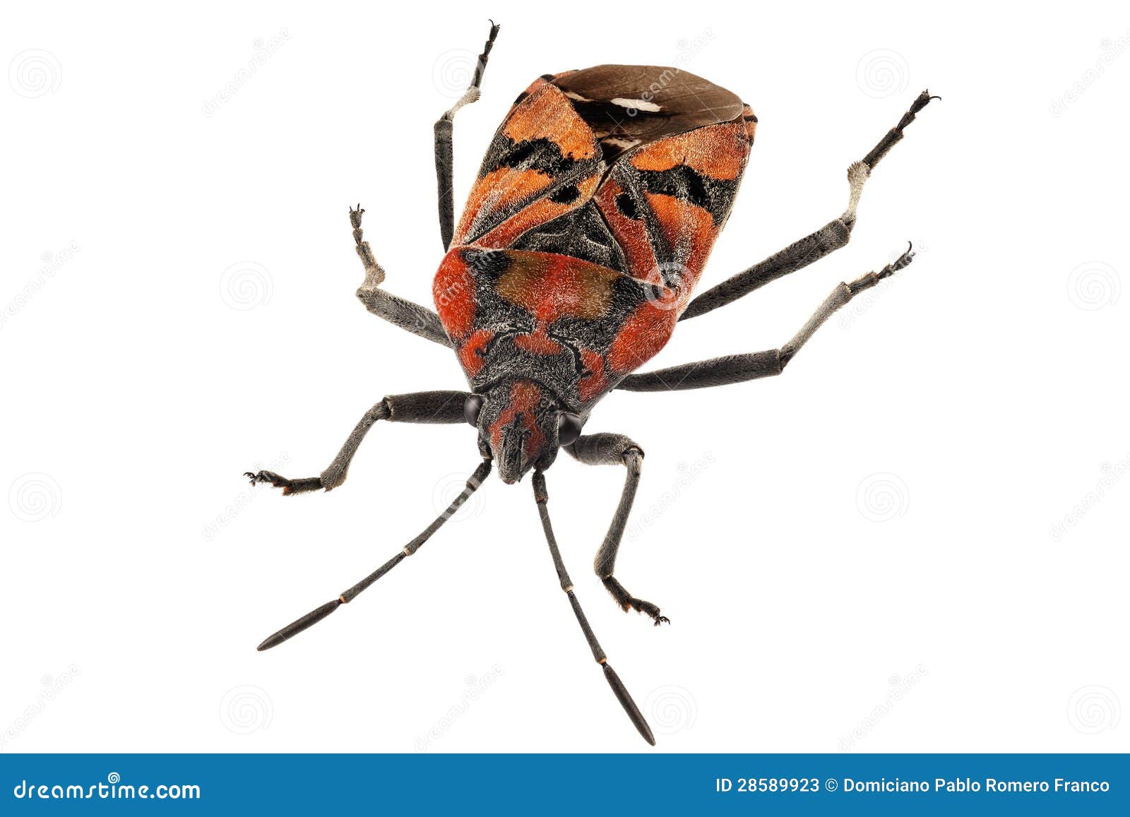 黑色和红色地面臭虫种类spilostethus Pandurus 库存图片 图片包括有pandurus 黑色和红色地面臭虫种类spilostethus 28589923