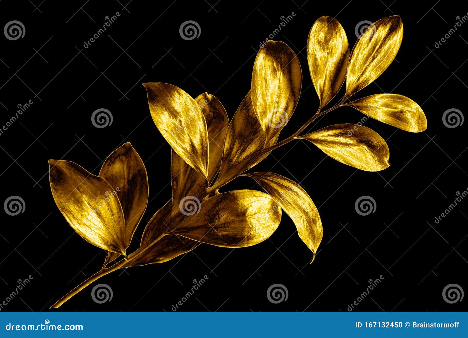 黑色背景上的金叶枝独立特写金彩植物花 黄金闪闪金枝库存照片 图片包括有投反对票 痛苦 图标 黑色背景上的金叶枝独立特写金彩植物花 黄金闪闪金枝库存照片 图片包括有投反对票 痛苦 图标
