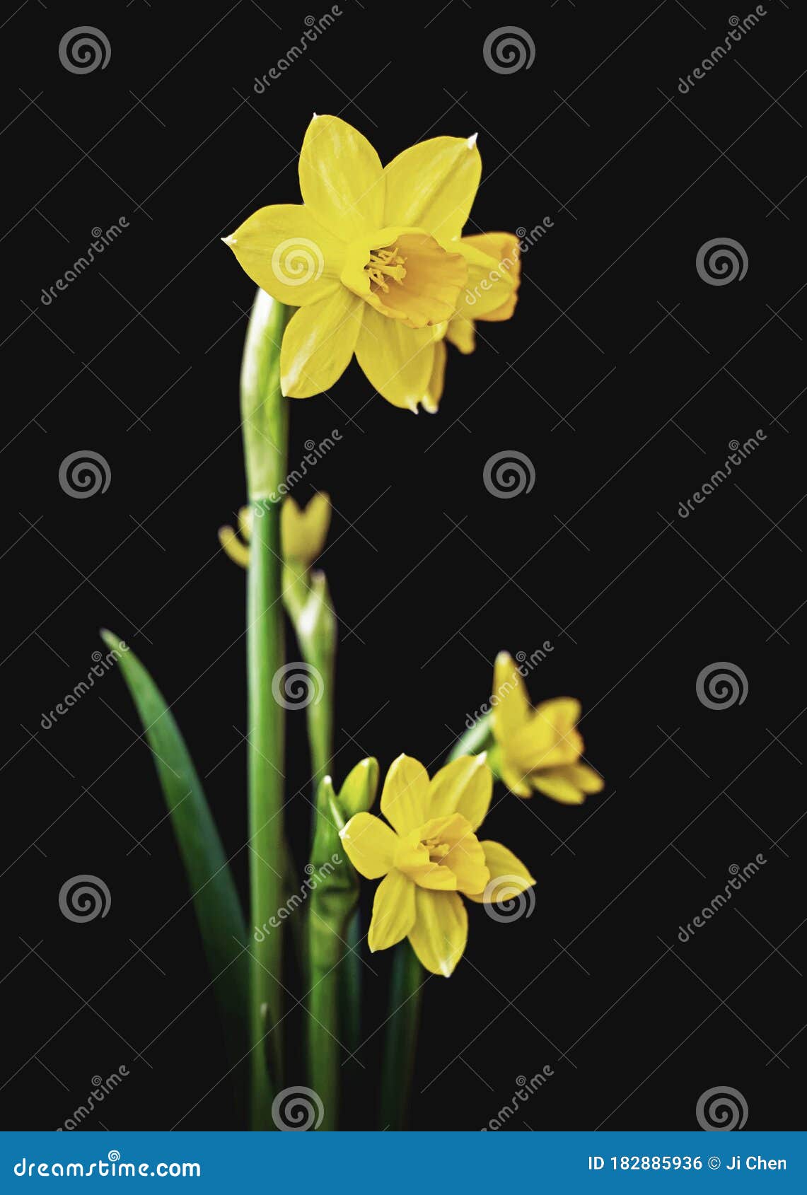 黑色背景中的黄水仙花库存照片 图片包括有黑色背景中的黄水仙花