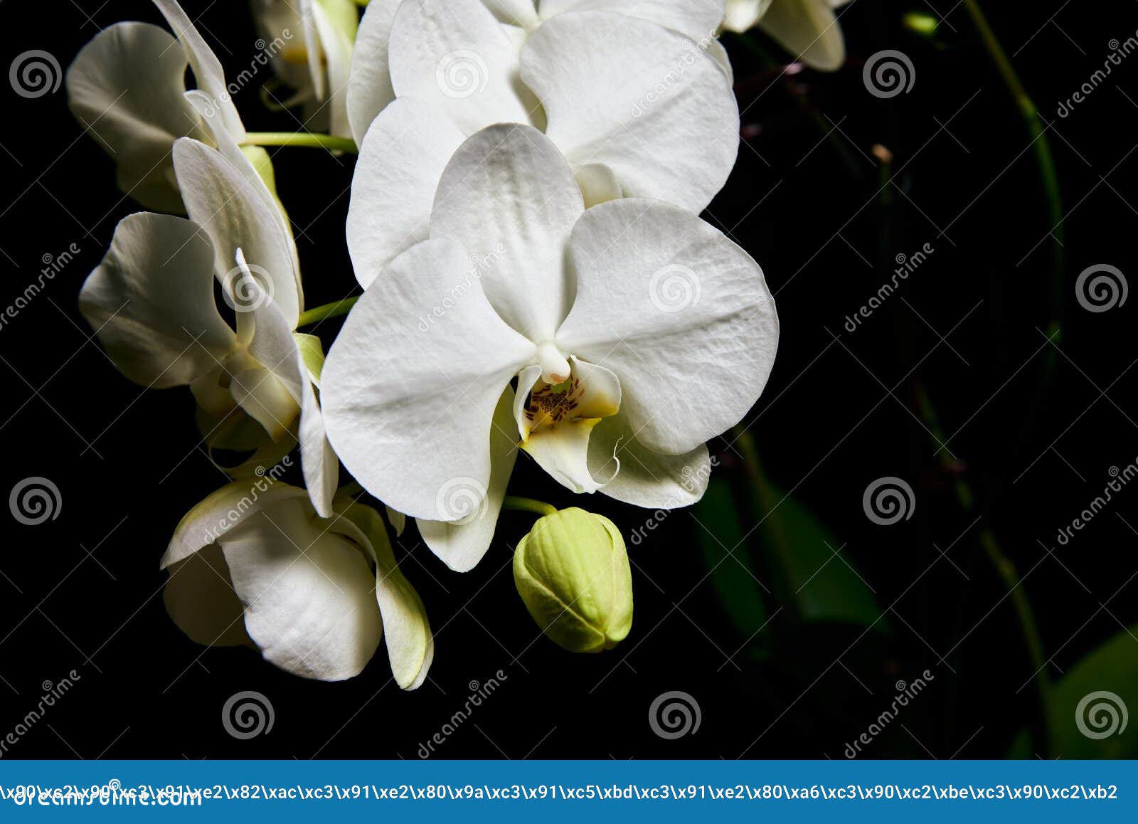 黑色背景中突显的白兰蝴蝶兰白兰花库存照片 图片包括有庭院 兰花 花瓣 玻色子 简单派