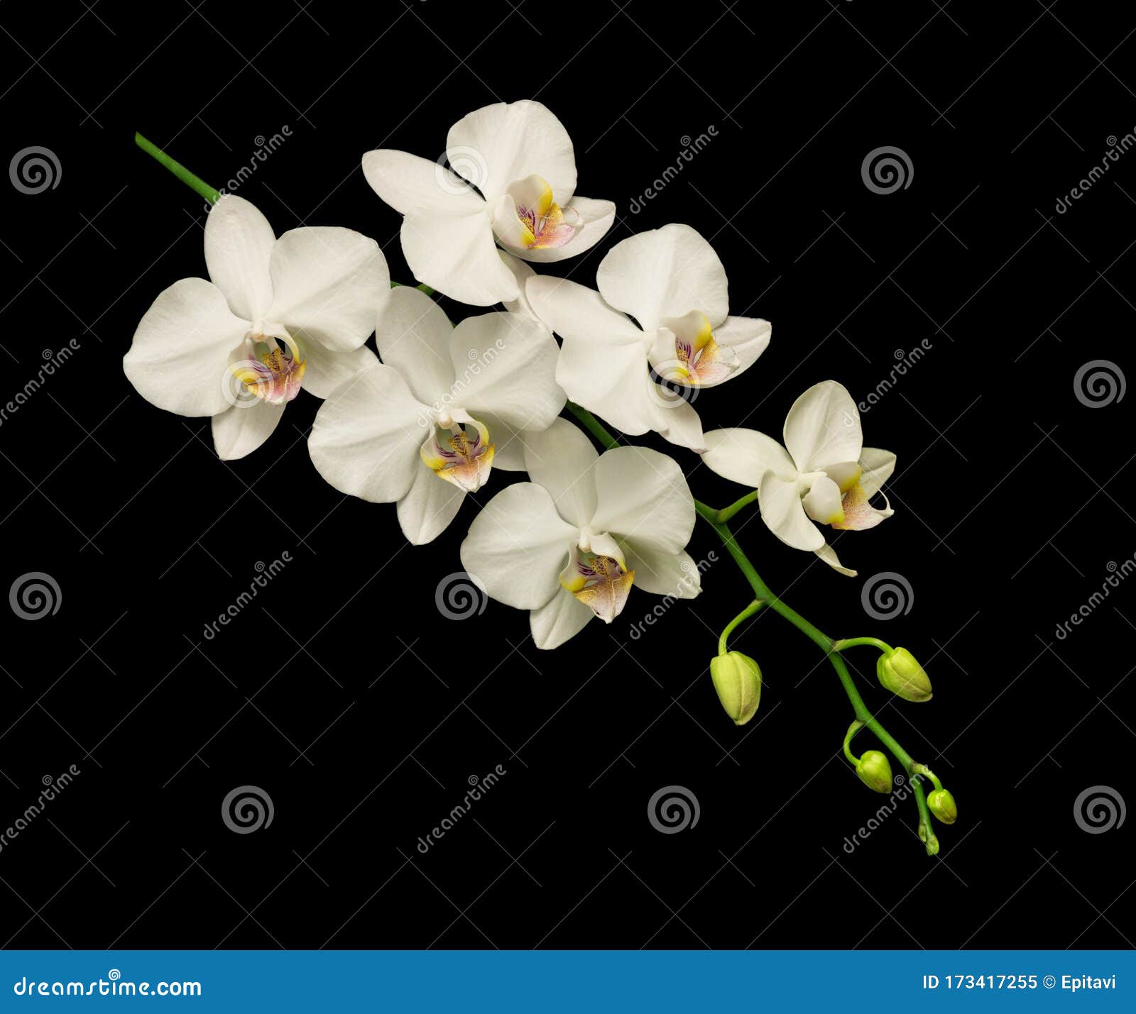 黑色蝴蝶兰库存图片 图片包括有词根 投反对票 本质 花卉 高雅 特写镜头 精美 纯度 黑色蝴蝶兰库存图片 图片包括有词根 投反对票 本质 花卉 高雅 特写镜头 精美 纯度