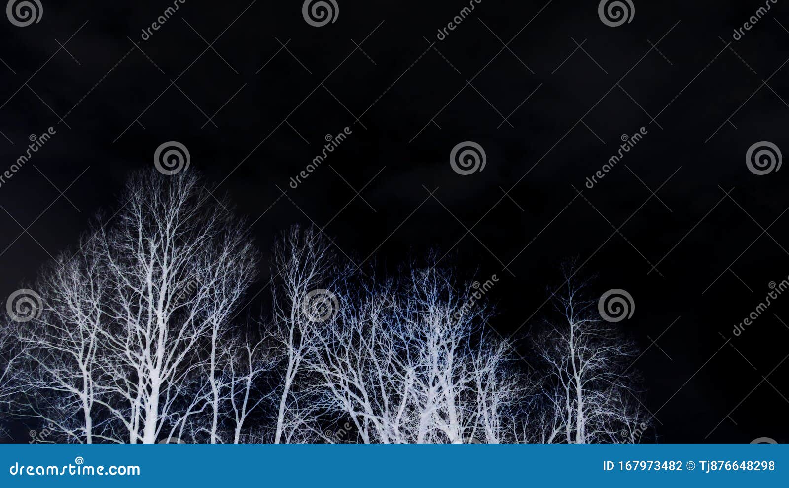 黑黑天背景下亮白光无叶树冠悲伤的神秘 神秘的心情 森林概念库存照片 图片包括有悲伤的神秘 神秘的心情 森林概念 黑黑天背景下亮白光无叶树冠