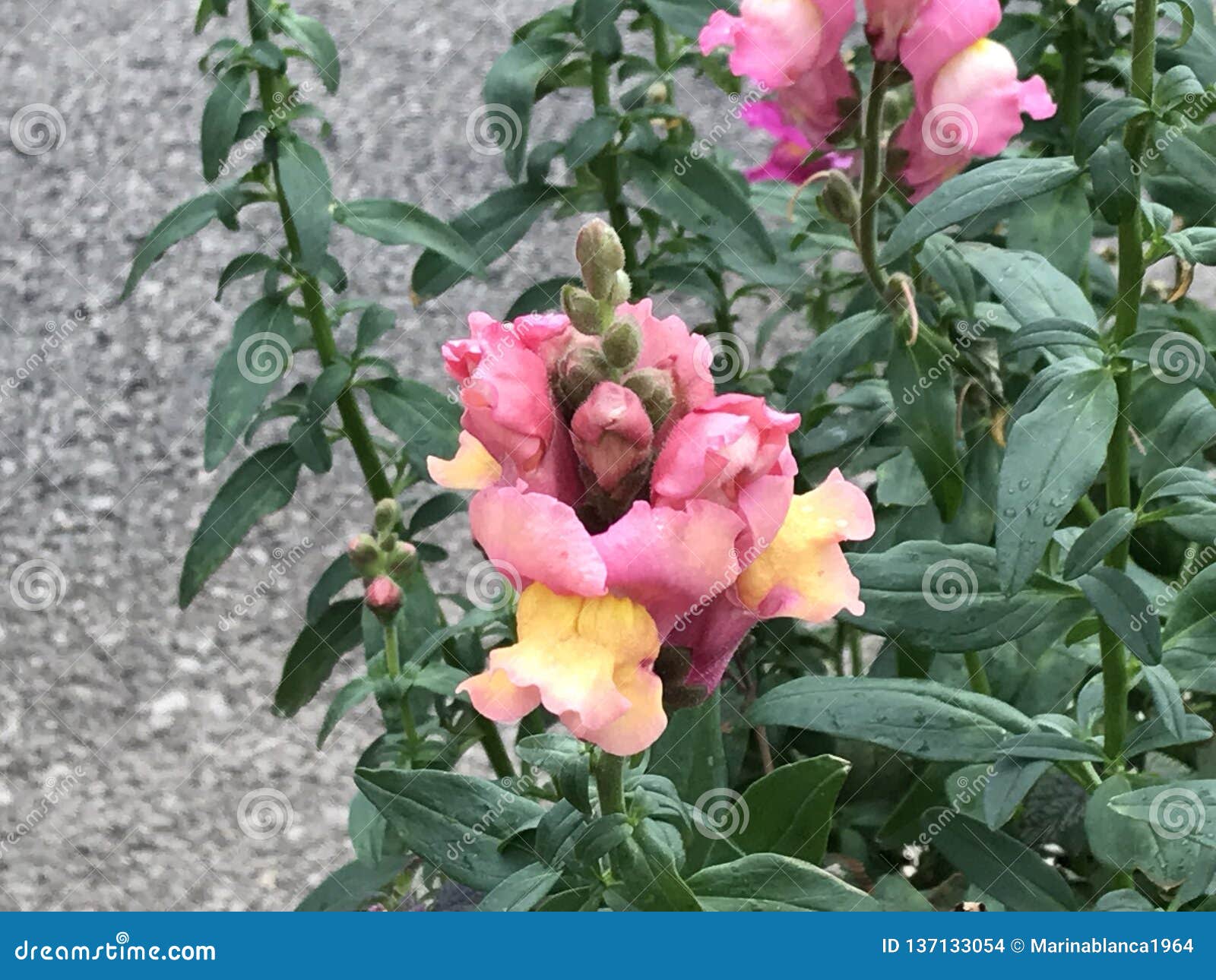 龙花的嘴库存照片 图片包括有葡萄牙 照片 旅馆 海岛 金鱼草属 公用 地中海 其他 龙花的嘴库存照片 图片包括有葡萄牙 照片 旅馆 海岛 金鱼草属 公用 地中海 其他