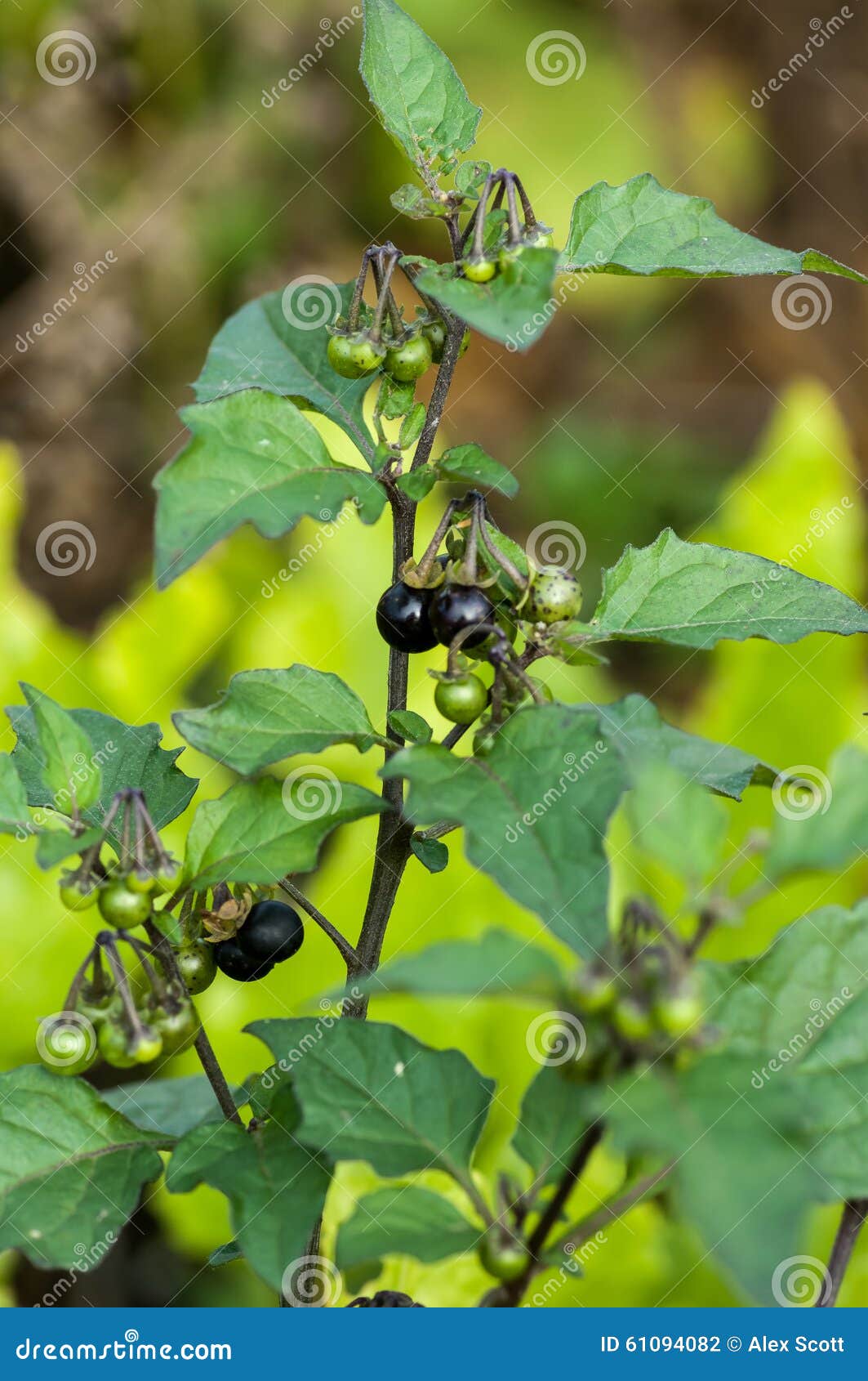龙葵莓果库存照片 图片包括有阿拉伯人 英语 工厂 灌木 乡下 毛利 茄属植物 通配 龙葵莓果库存照片 图片包括有阿拉伯人 英语 工厂 灌木 乡下 毛利 茄属植物 通配