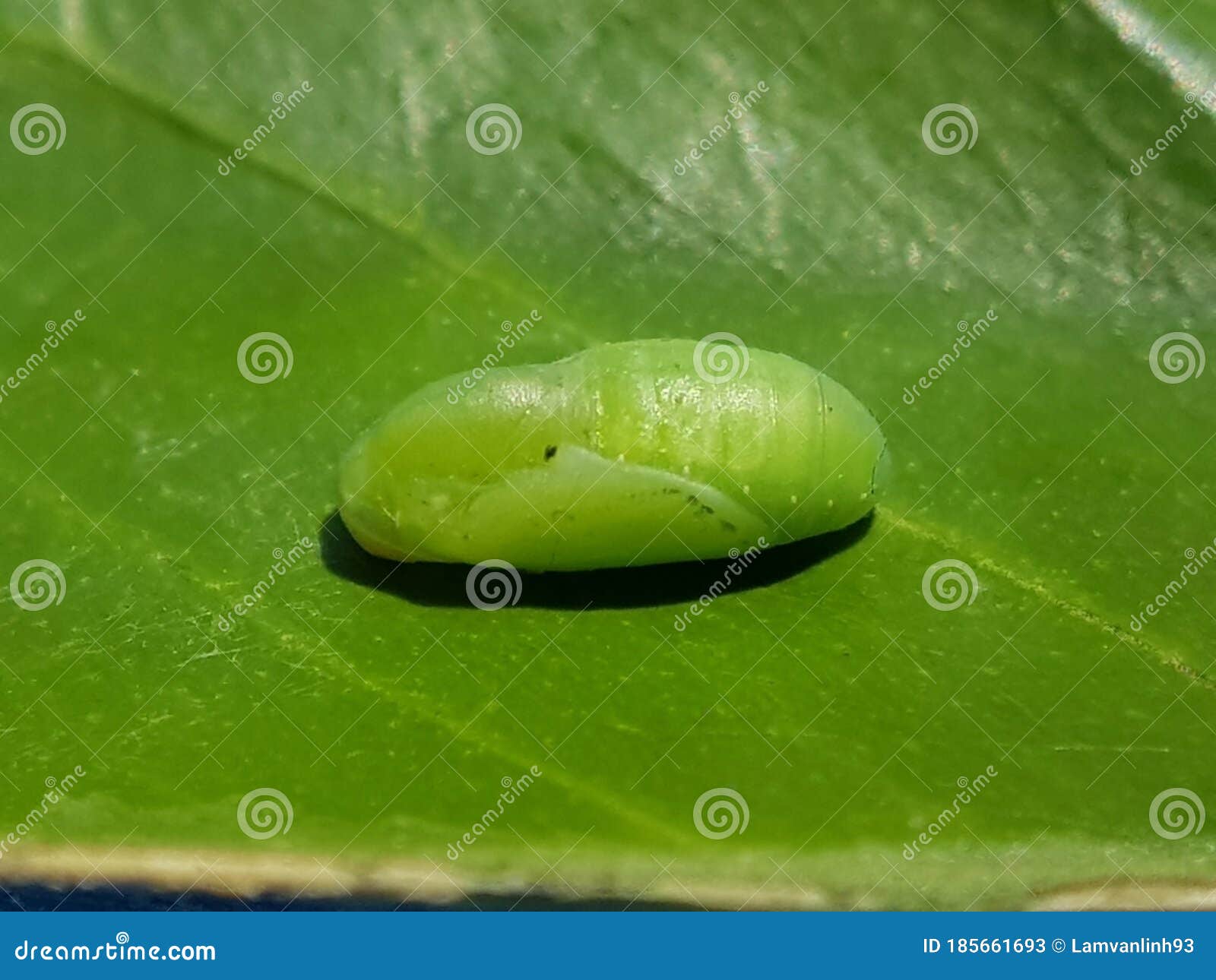 蛹虫