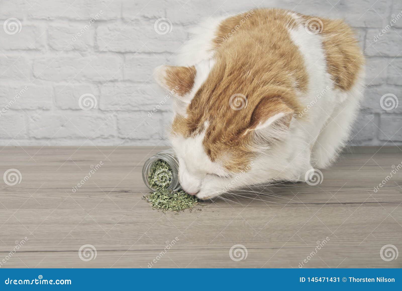 嗅在干猫薄荷的逗人喜爱的虎斑猫库存图片 图片包括有 嗅在干猫薄荷的逗人喜爱的虎斑猫库存图片 图片包括有