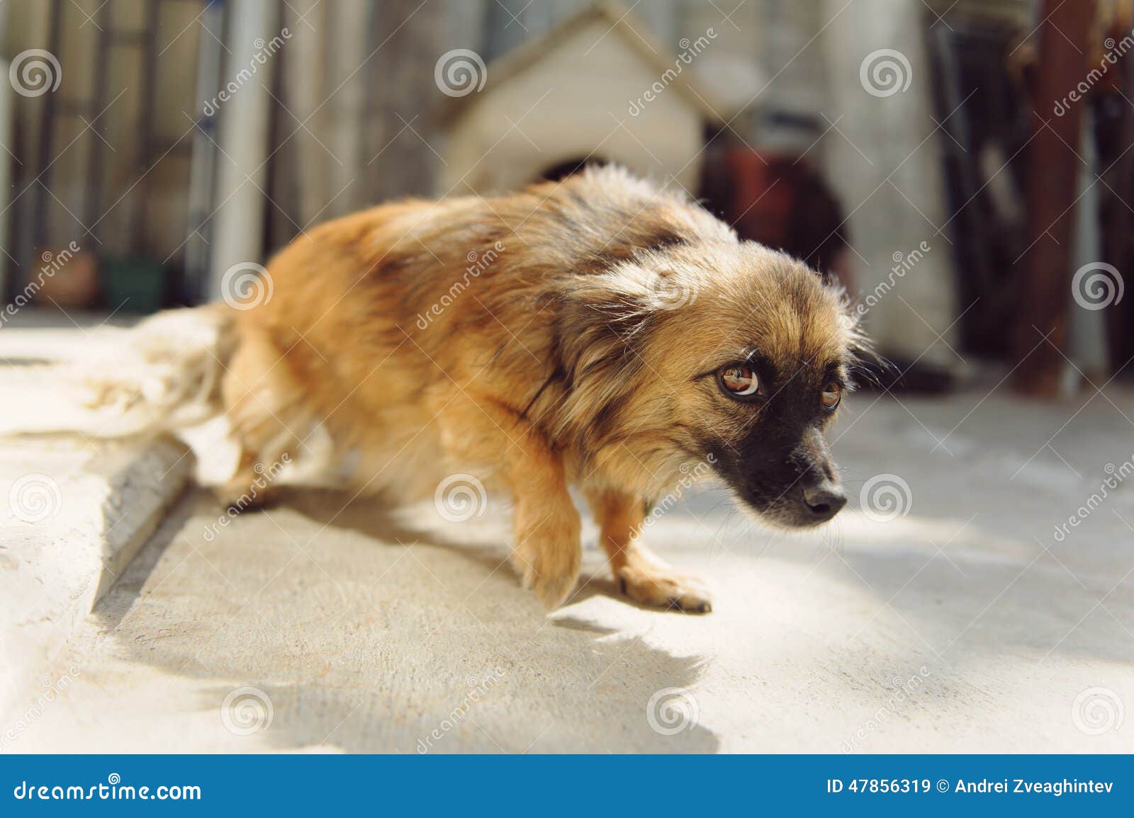 Ängstlicher Hund stockbild. Bild von hundehütte, freundschaft 47856319