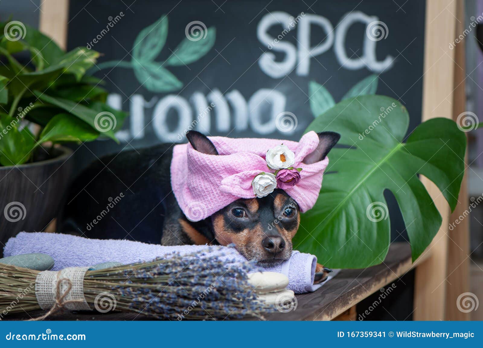 Â Cute Pet Relaxing in Wellness . Dog in a Turban of a Towel among the Spa Items and Plants Stock Image - Image of rest, mask: 167359341