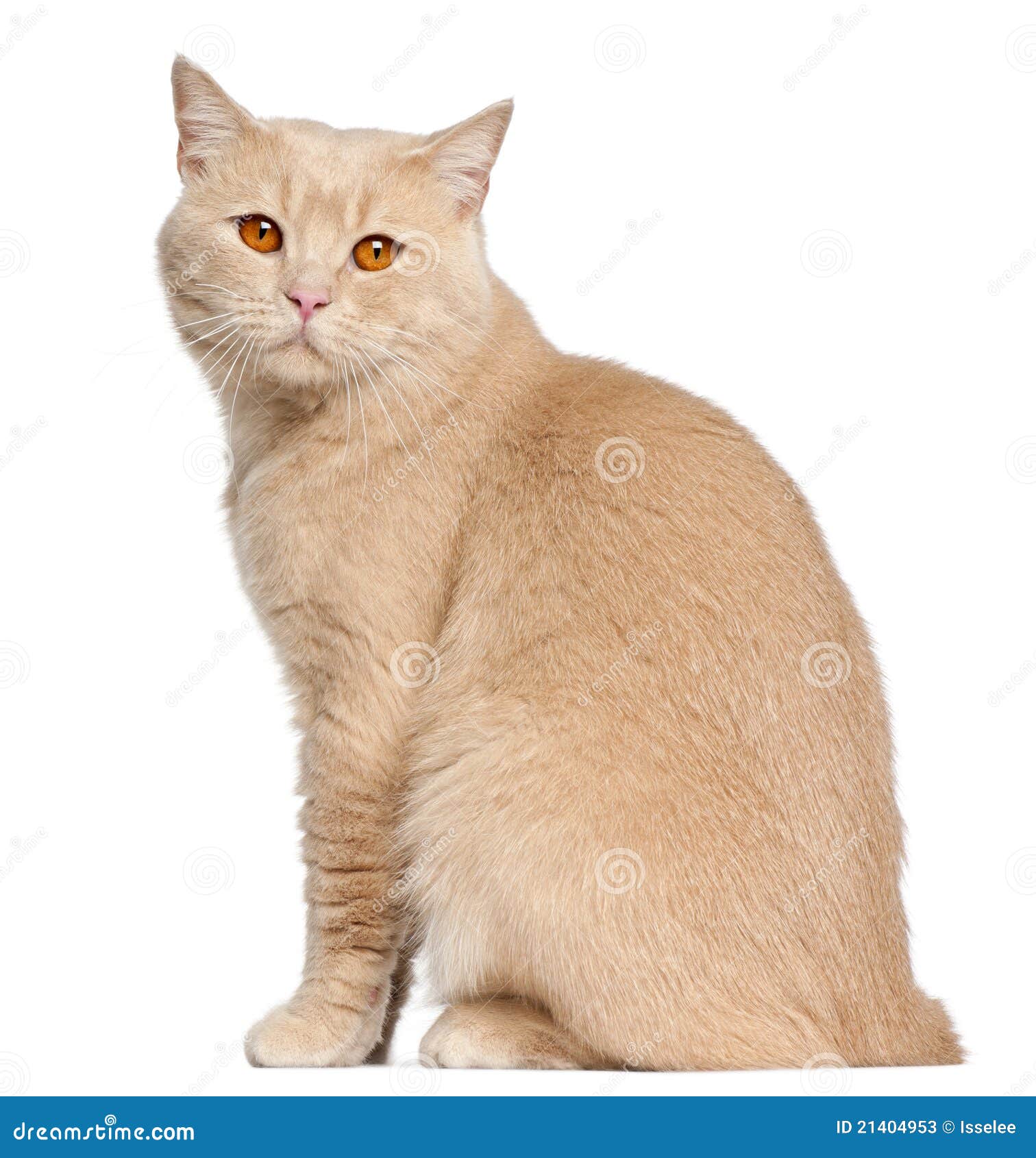 Палевый кот