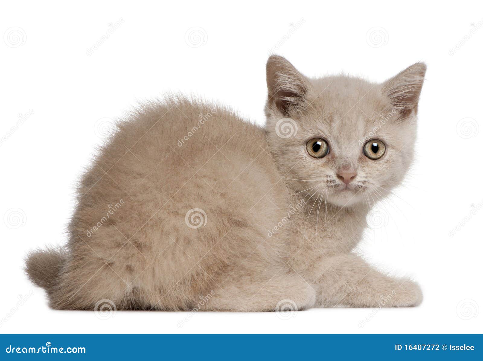 Котенок 6 недель