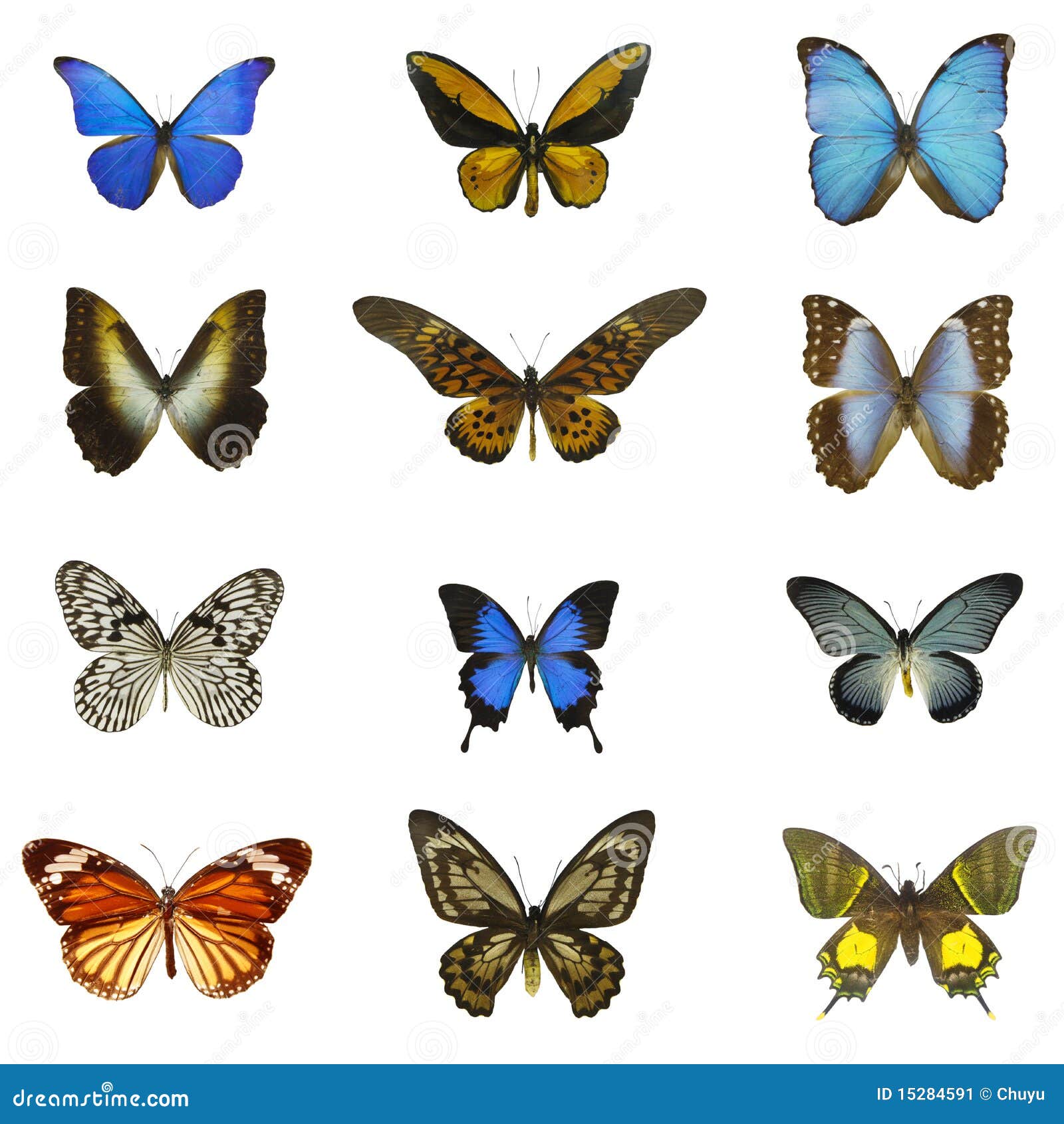 12 different butterflies stock image. Image of color 15284591