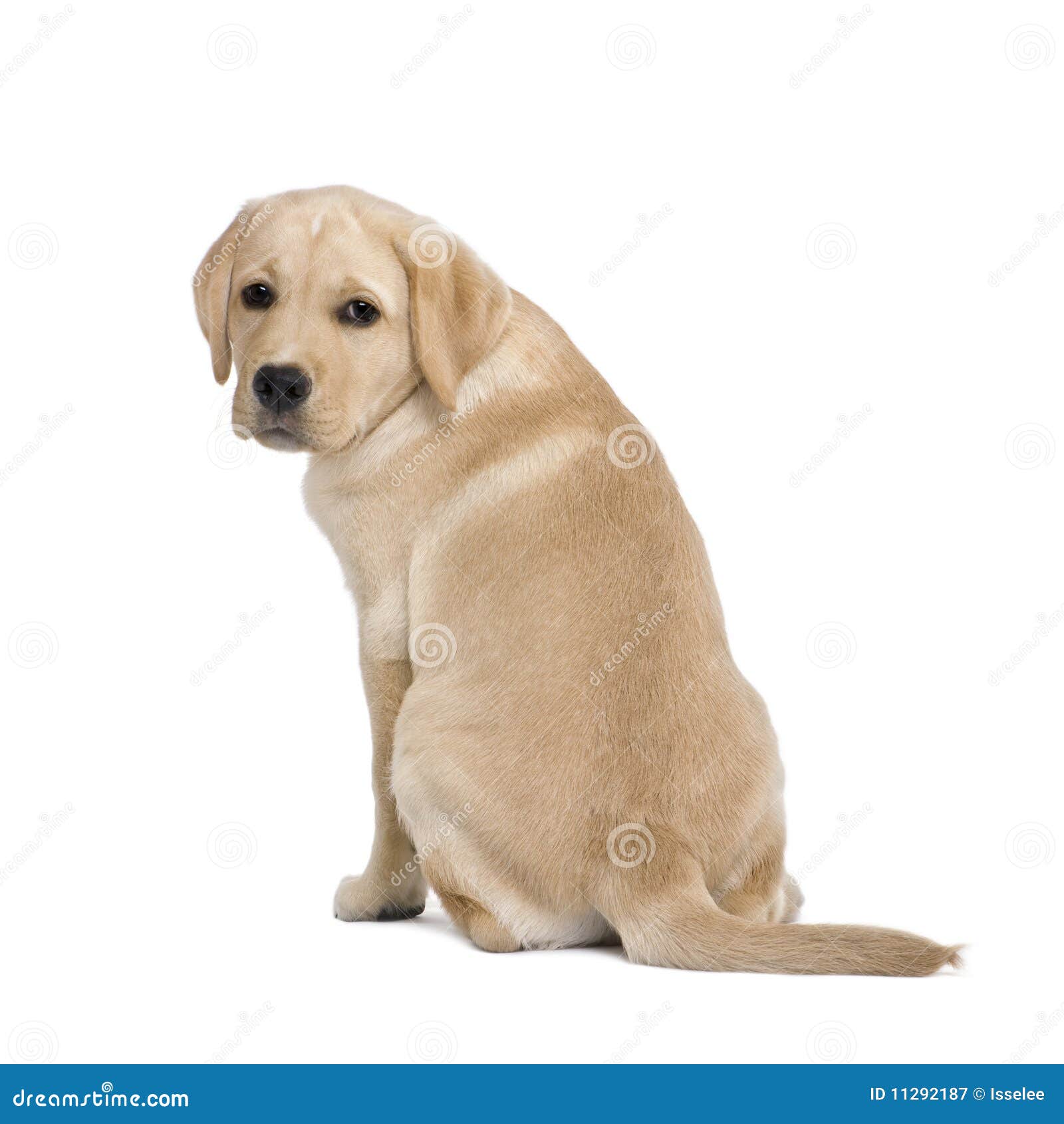 冬日奶油色拉布拉多犬摇头 库存图片. 图片 包括有 上色, 无底, 小狗, 逗人喜爱, 飞行, 震动, 吹的 - 167306561