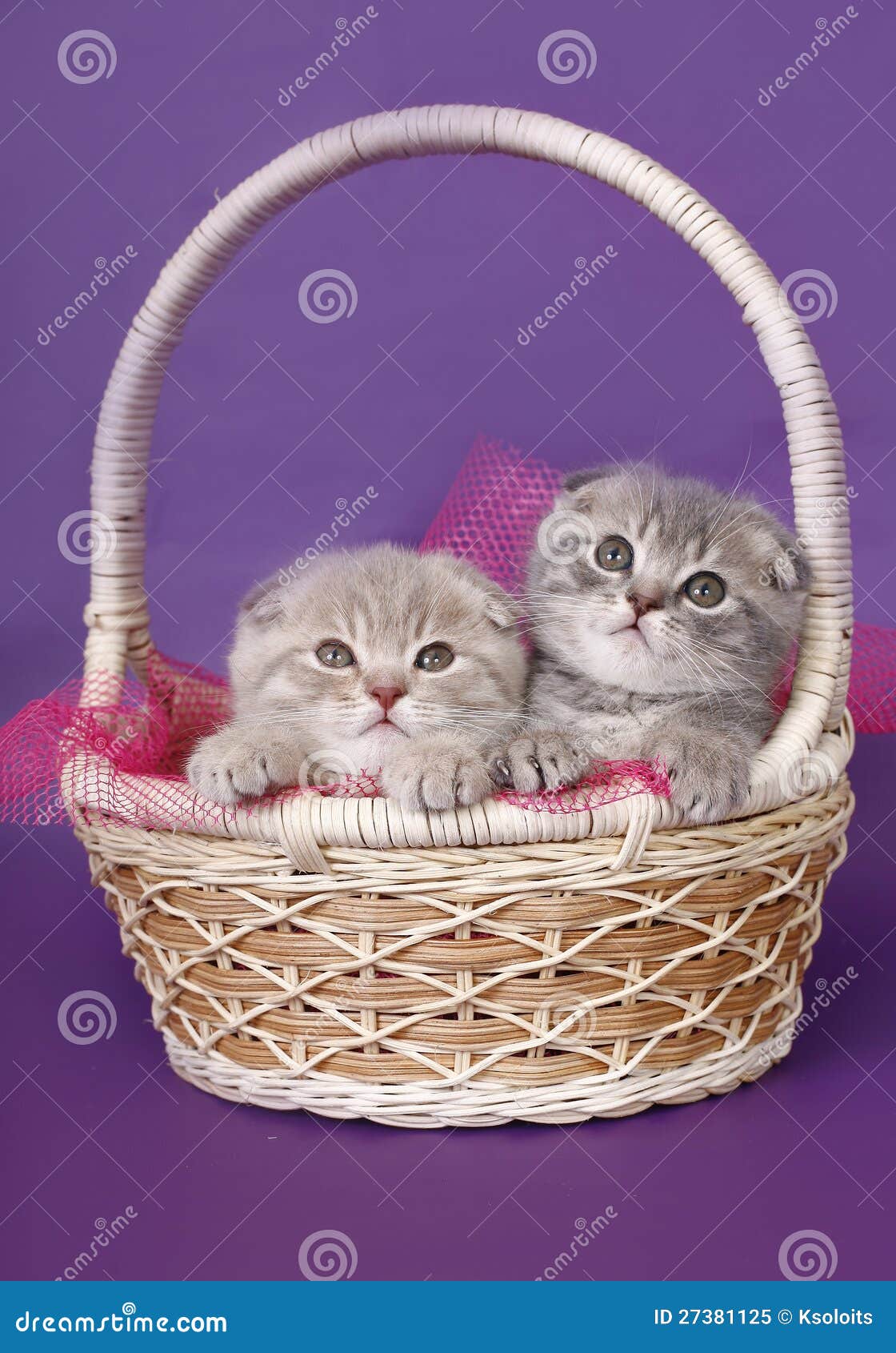 Котята в корзинке картинки