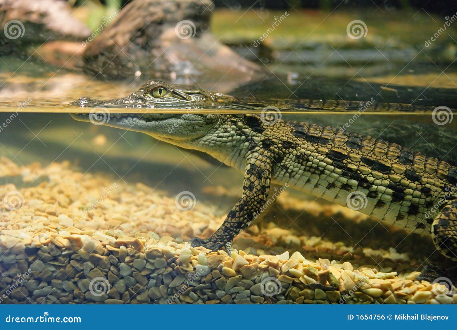 2 crocodile. Aquarium crocodile portrait small