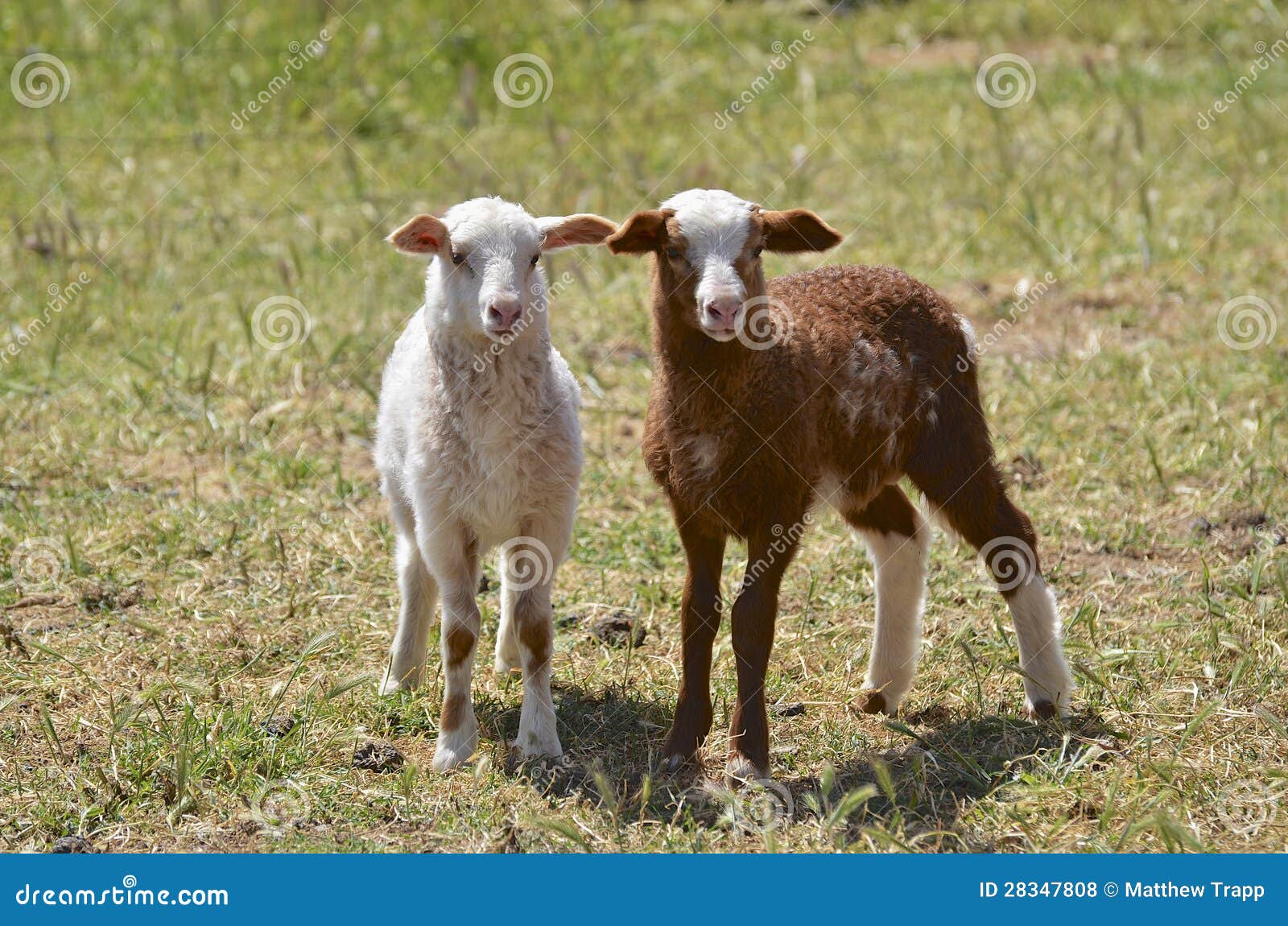 2 lambs in Australia stock photo. Image of countryside 28347808