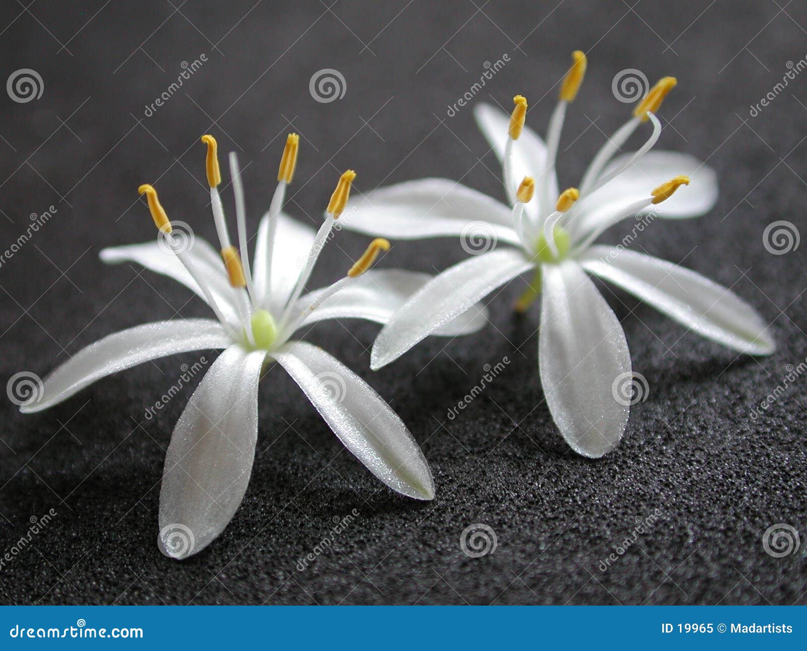 204,844 Small White Flowers Stock Photos - Free & Royalty-Free Stock Photos  from Dreamstime