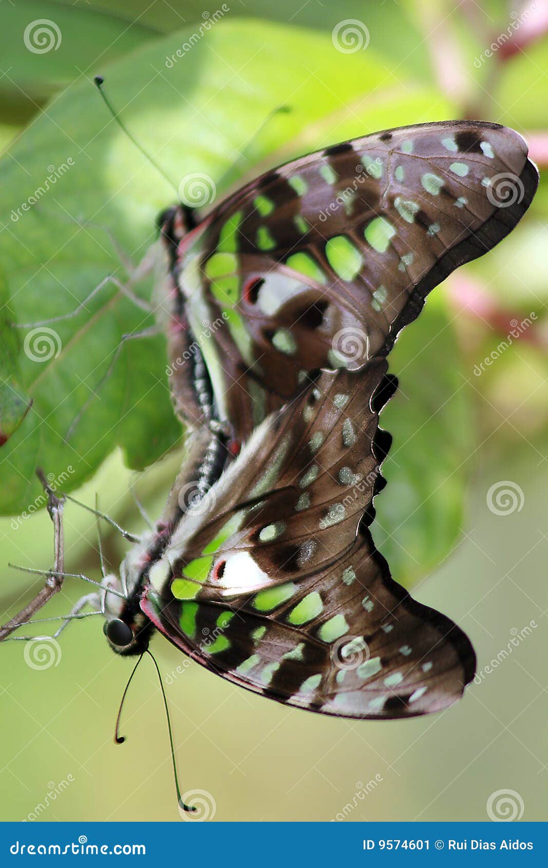 2 Tailed Jay Butterflies Having Fun Stock Image Image of nymphalidae