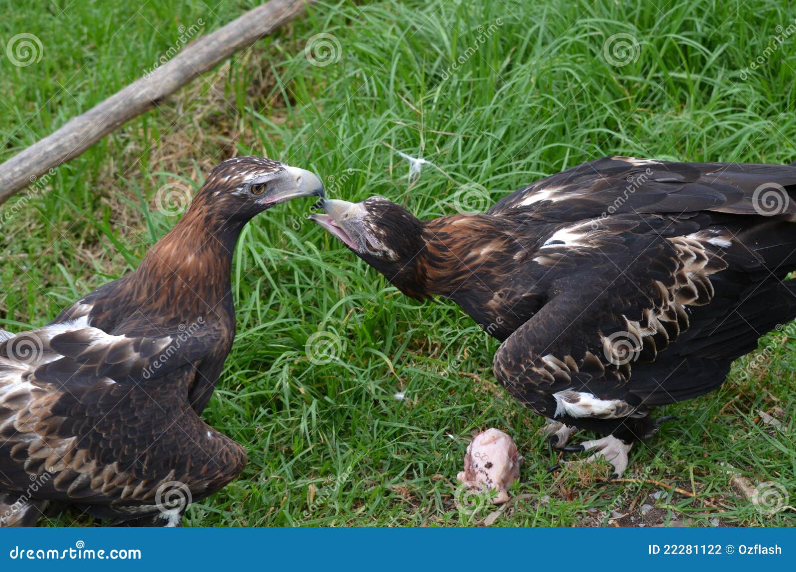 2 wedge tailed eagles stock photo. Image of brown, grass - 22281122