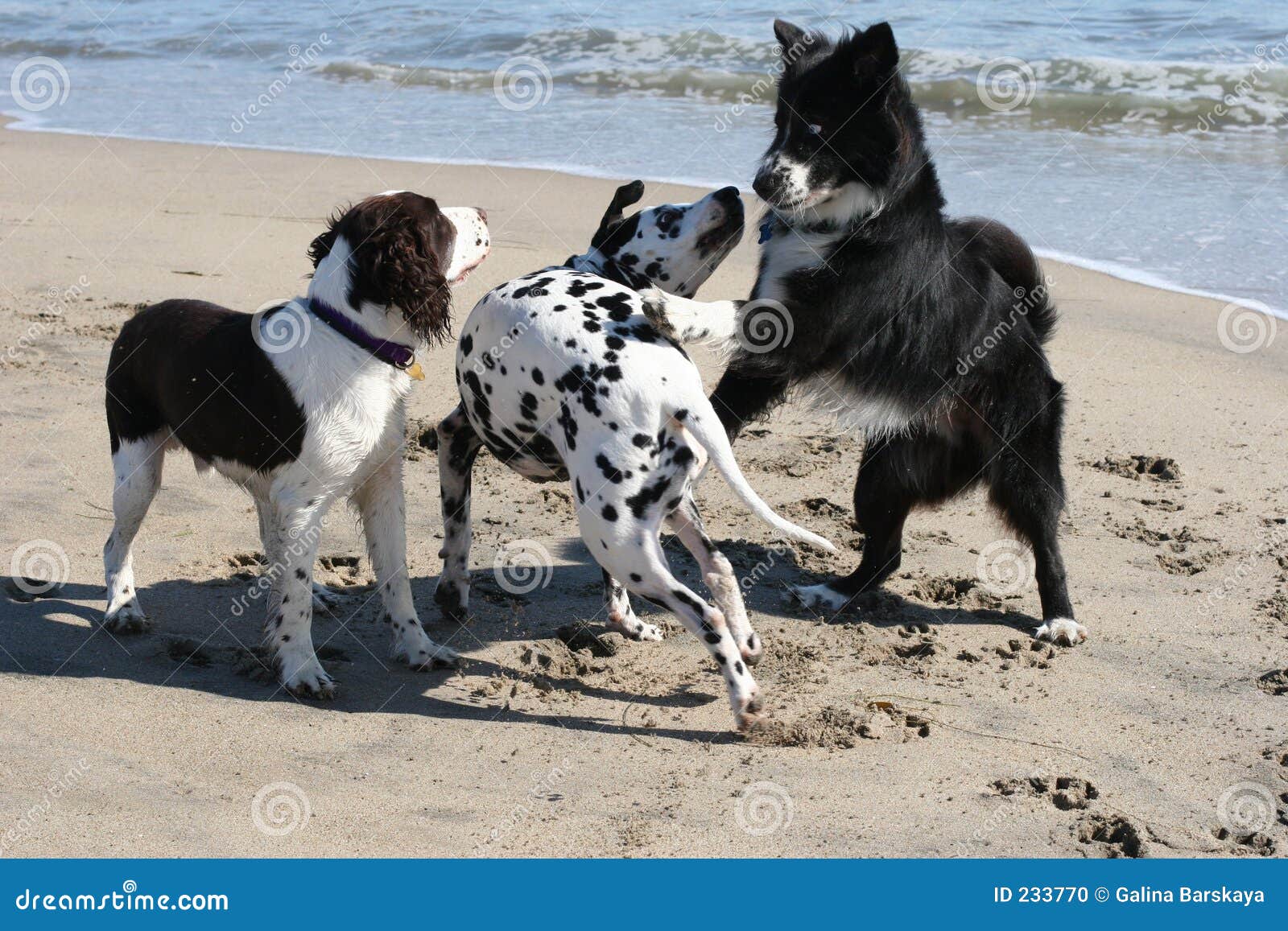 3 dogs playing