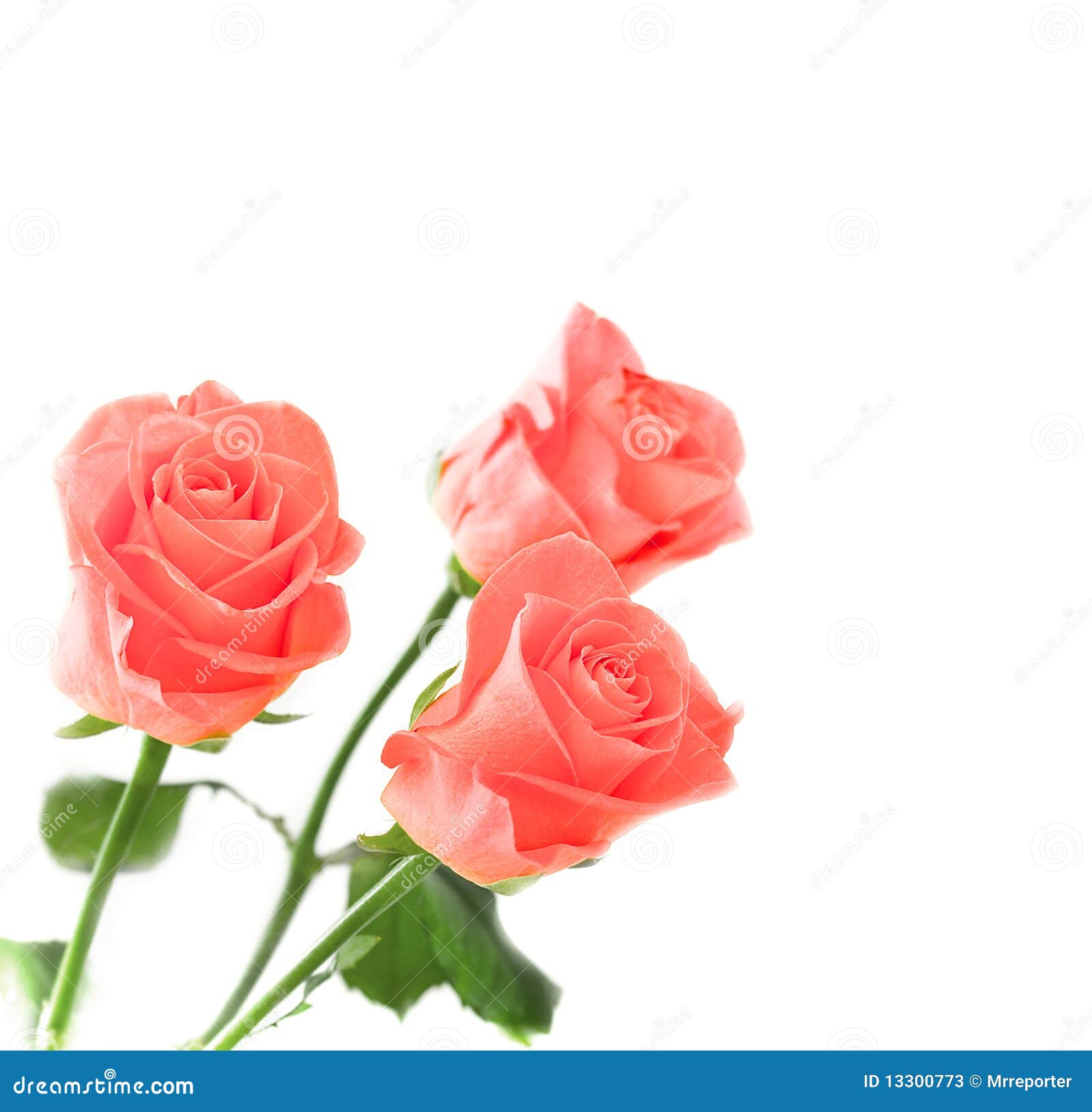 Australië Bevatten ondersteuning 3 rozen stock afbeelding. Image of decoratief, bloemen - 13300773