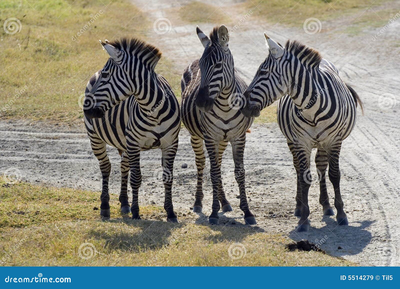 gracht Kangoeroe teugels 3 zebras gossip stock image. Image of watch, africa, zebra - 5514279