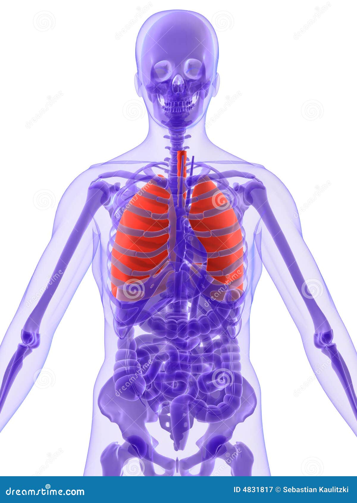 3d anatomy - lung