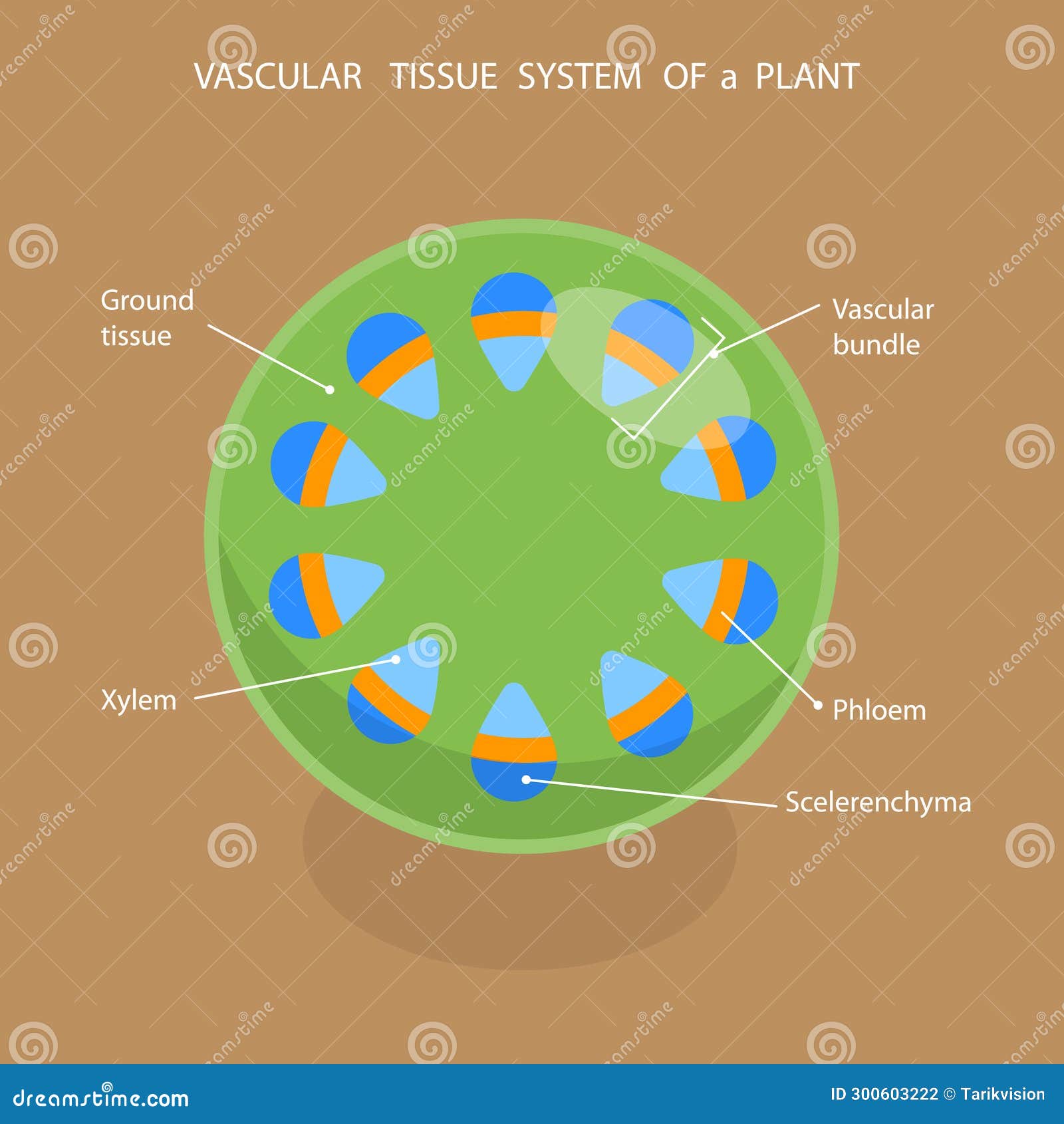 3D Isometric Flat Vector Illustration of Vascular Tissue System of a