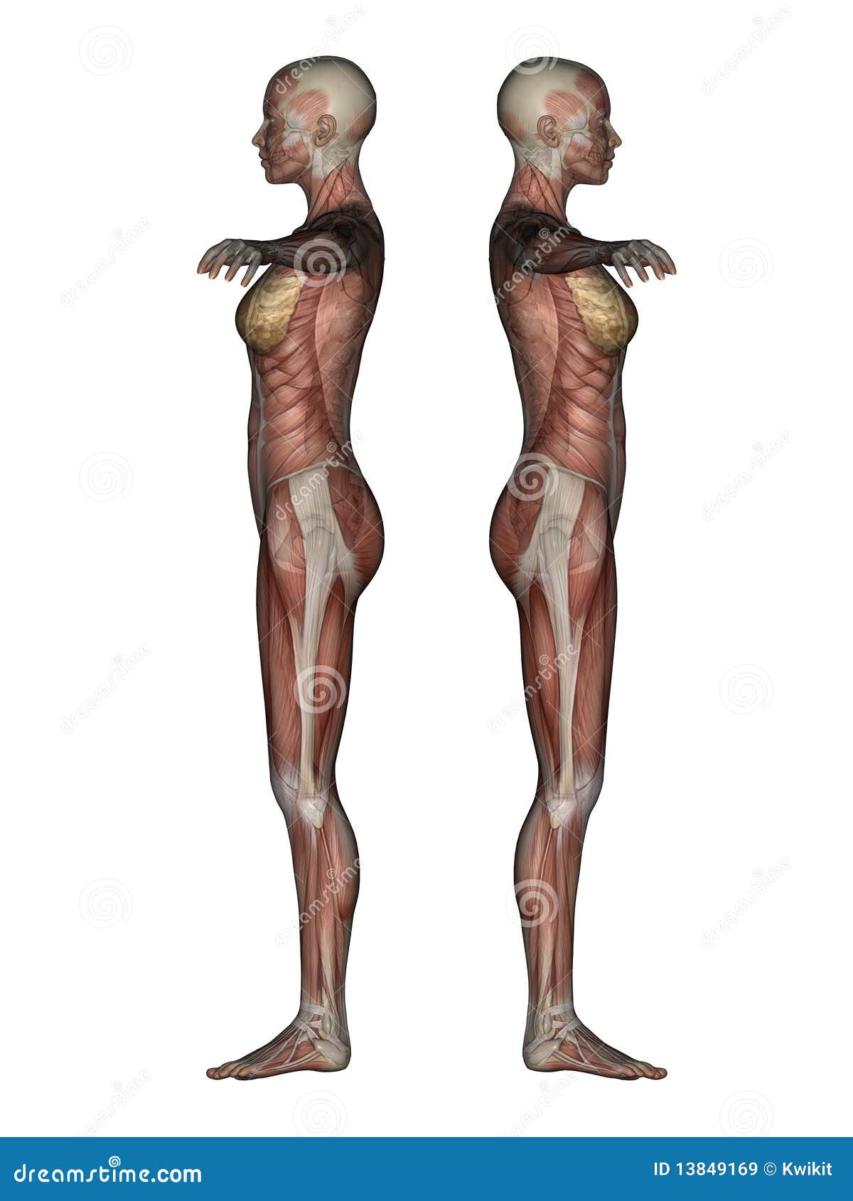 3d Muscle Female