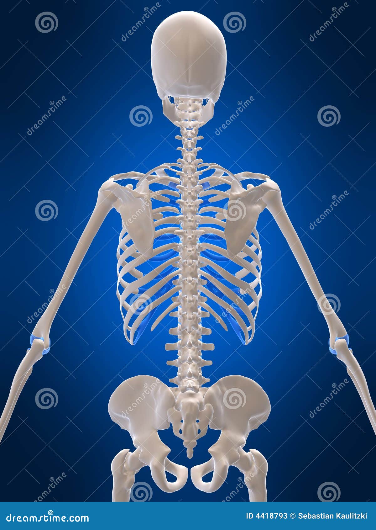 jungle Ondergeschikt team 3d skelet stock illustratie. Illustration of vrouw, skelet - 4418793