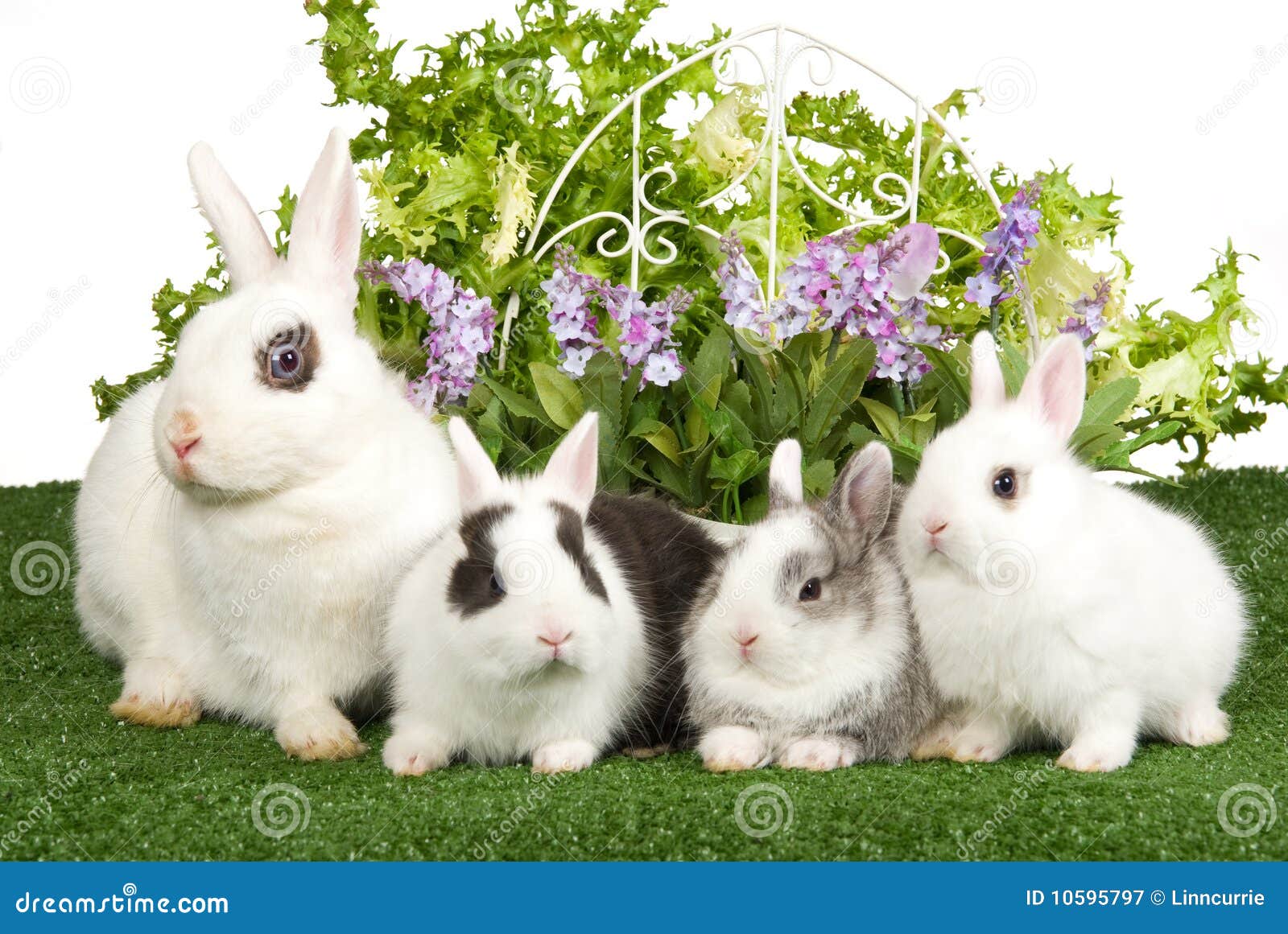 4 Bunnies on Green Lawn with Flowers Stock Image Image of bucks