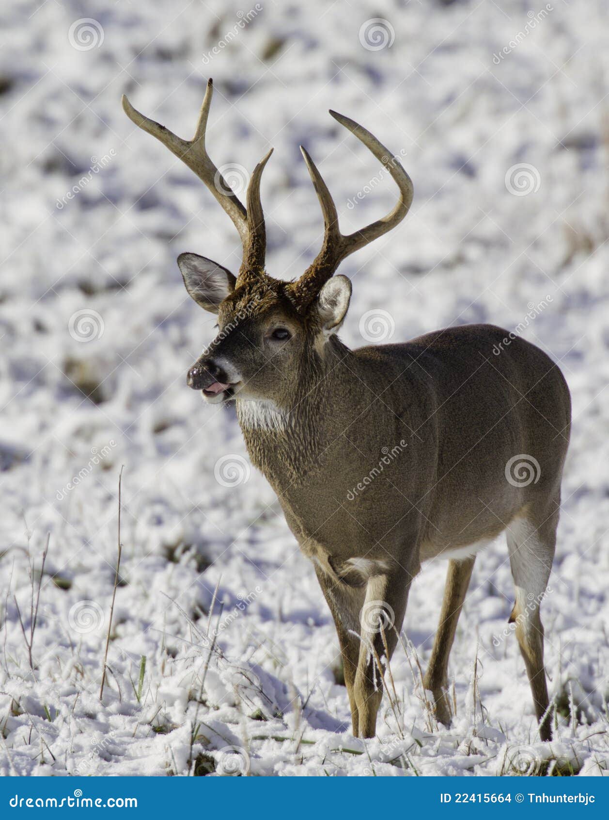 5 Point stock photo. Image of mammal, autumn, male, hunt - 22415664