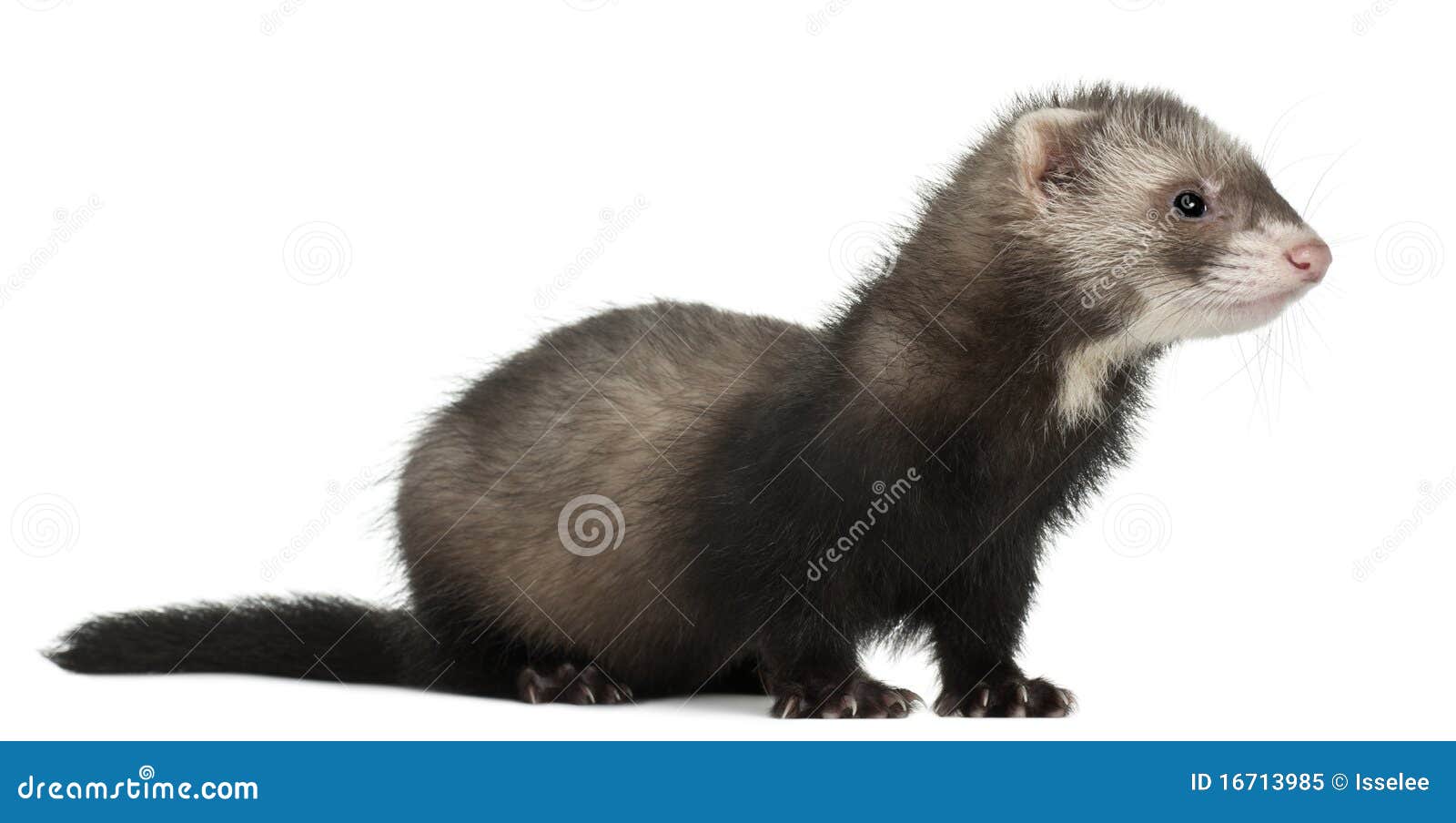 Хорек png