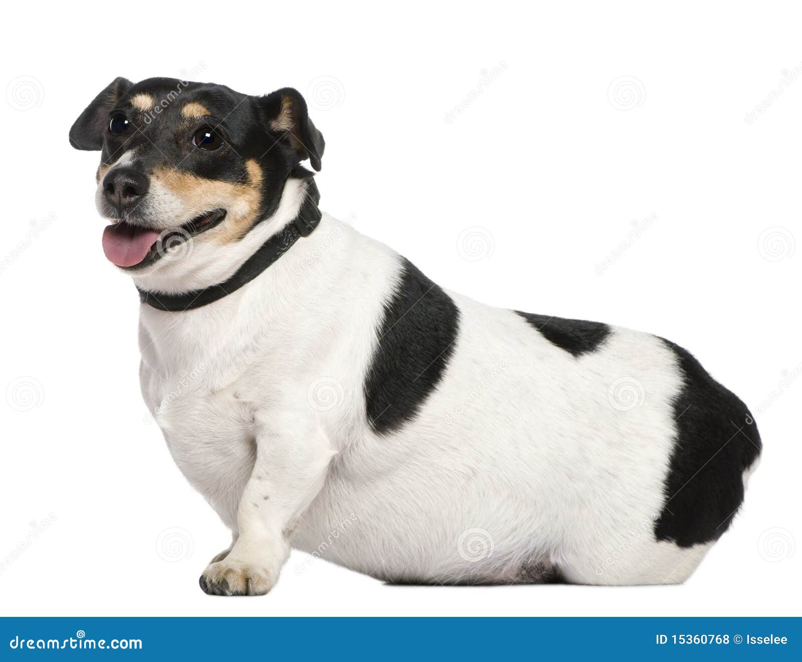 Черный джек рассел