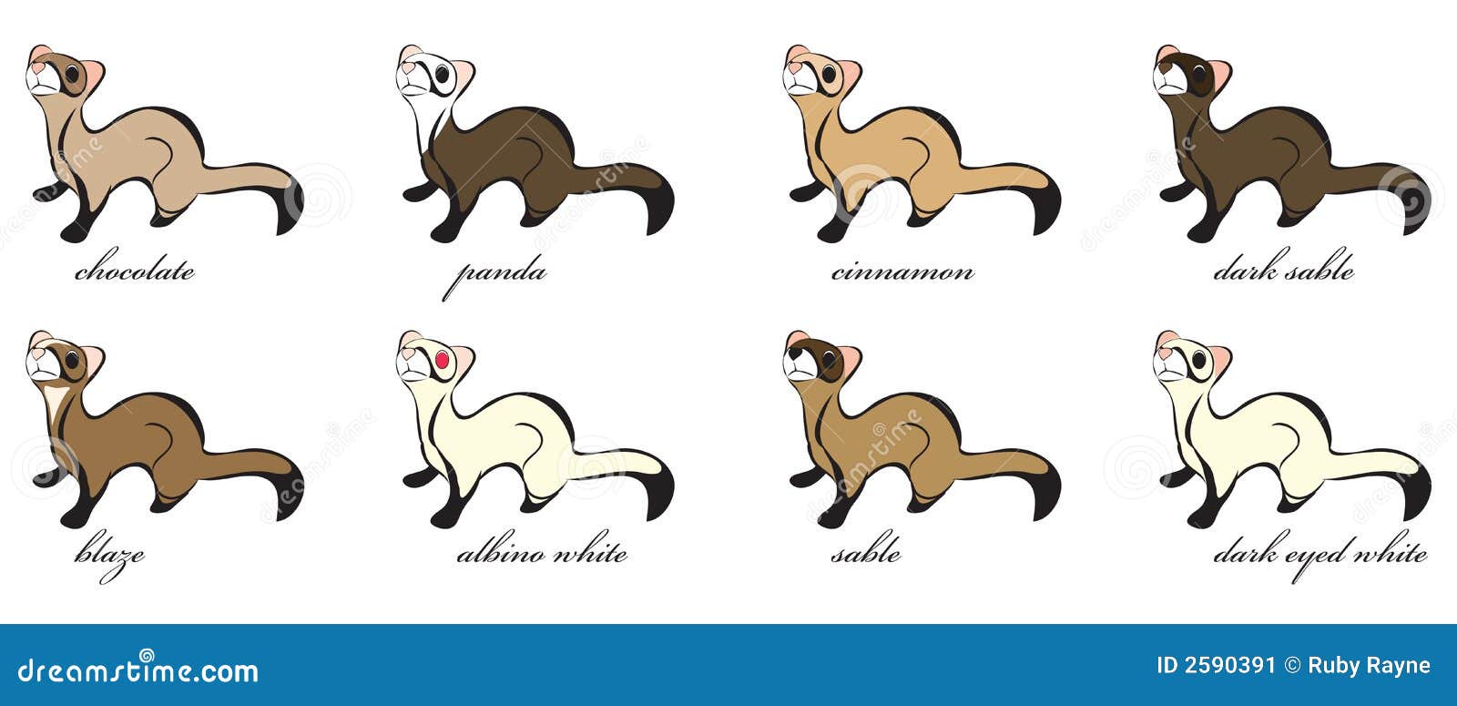 8 Different Ferret Coats Stock Vector Illustration Of Sable 2590391