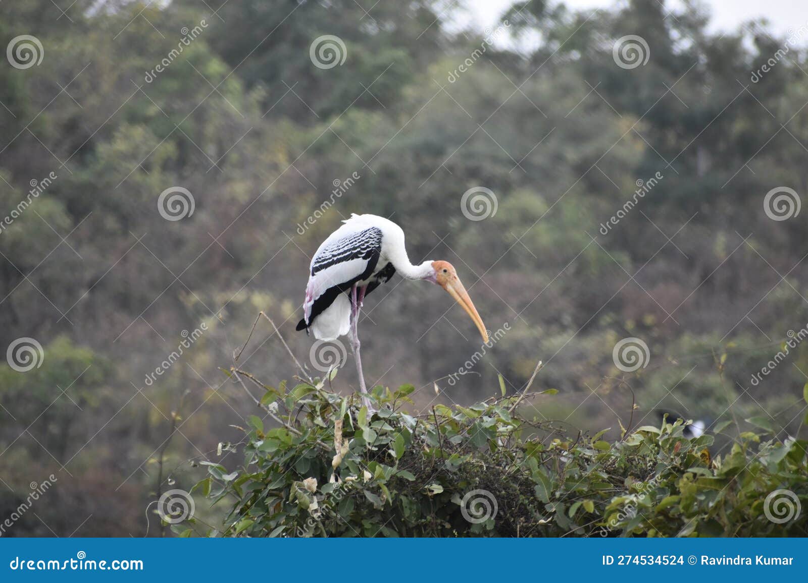 A crane is a Kind of Large Bird with a Long Neck and Long Legs. Stock