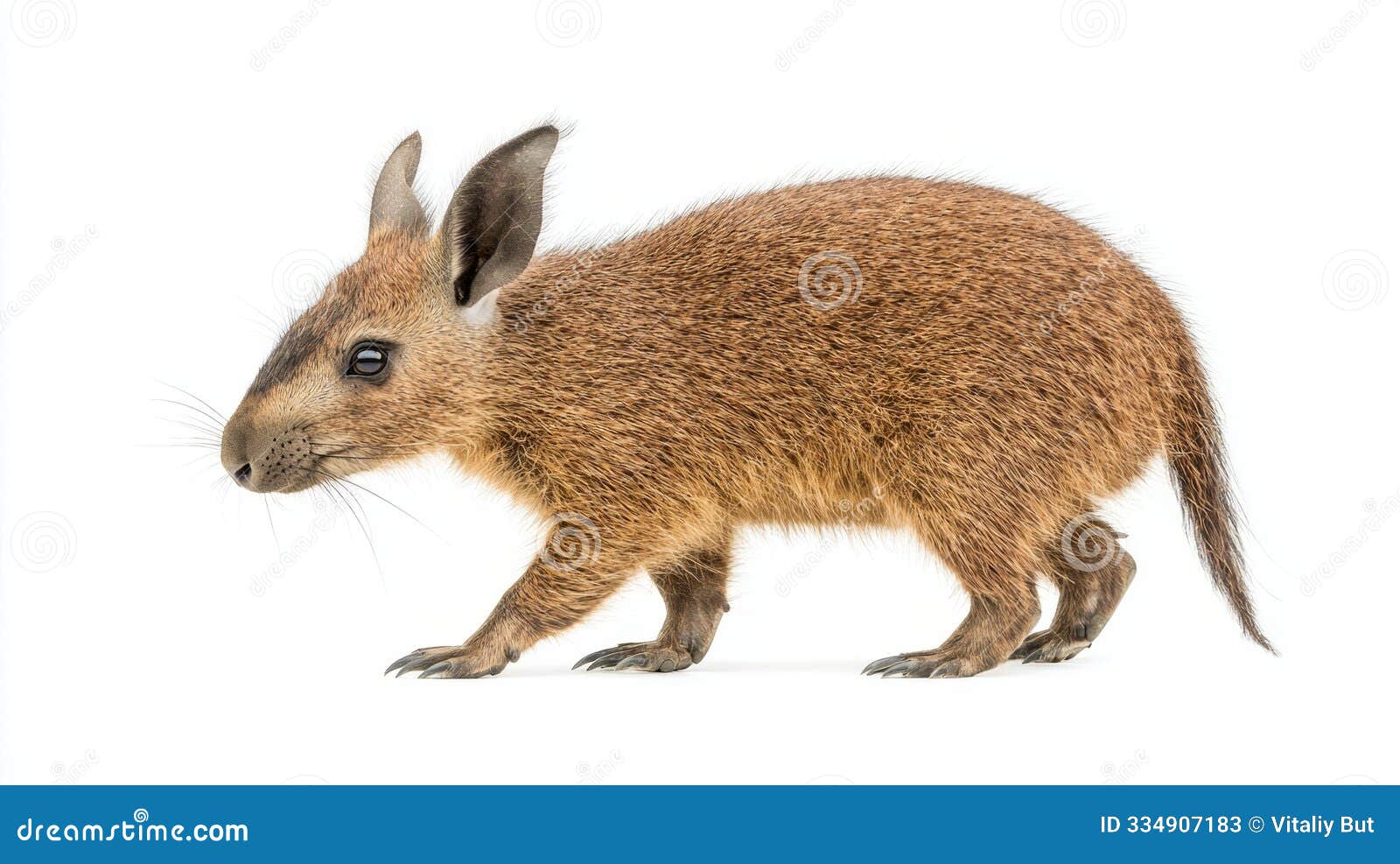aardvark gracefully stands, displaying its unique features like the elongated snout and sharp claws, embodying the