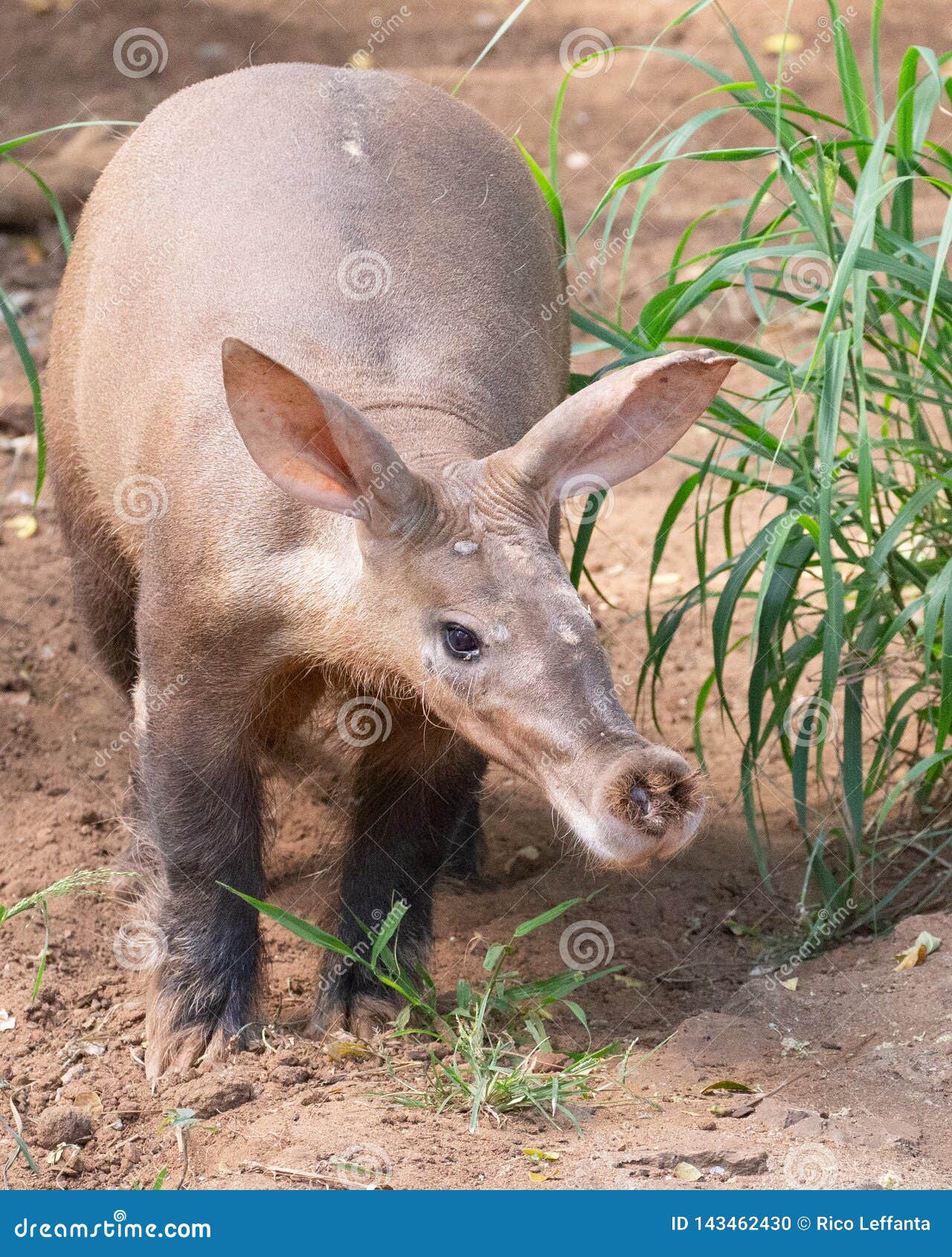 aardvark snout