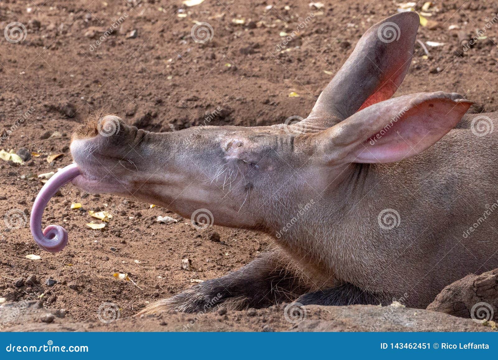 aardvark tongue