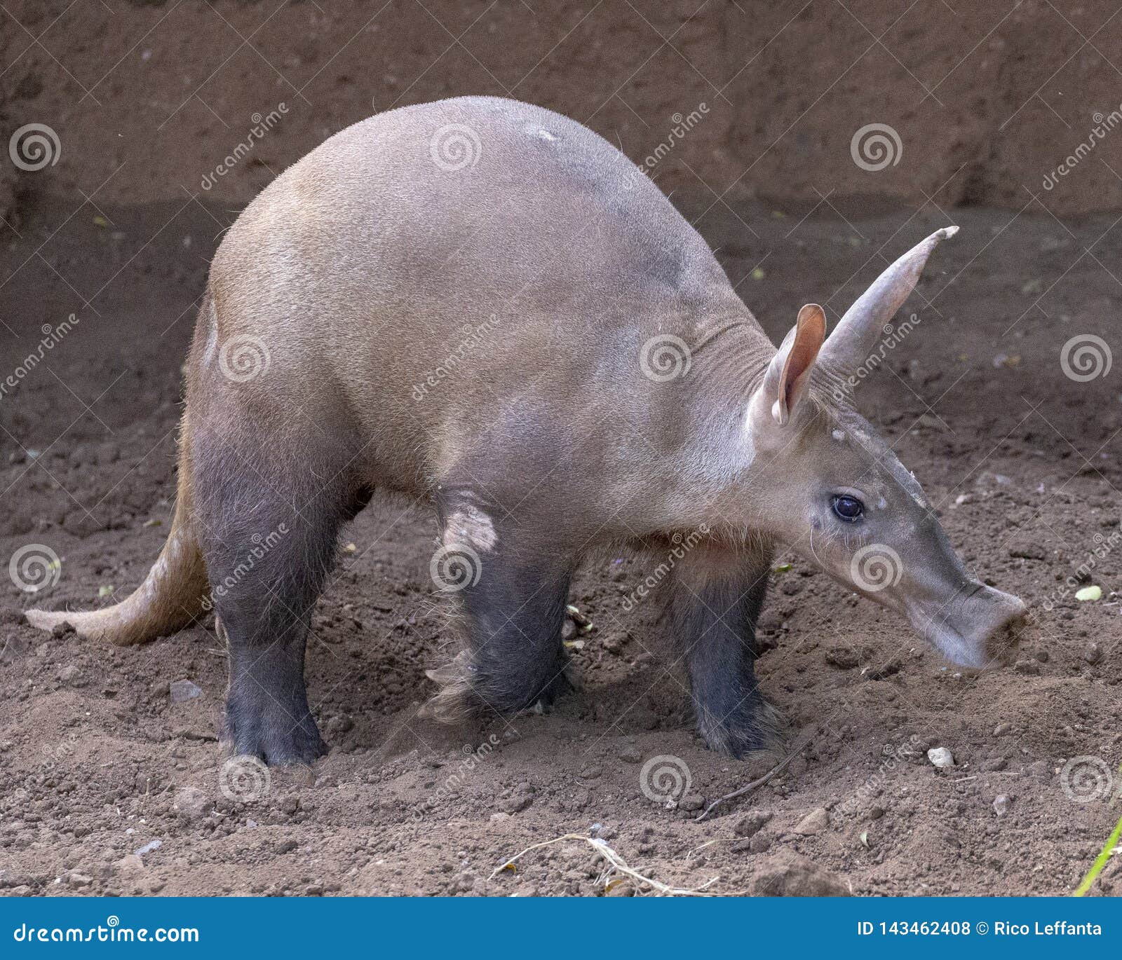 aardvark walking